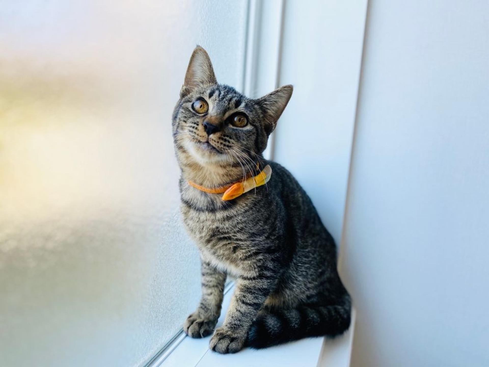 pet-image-4