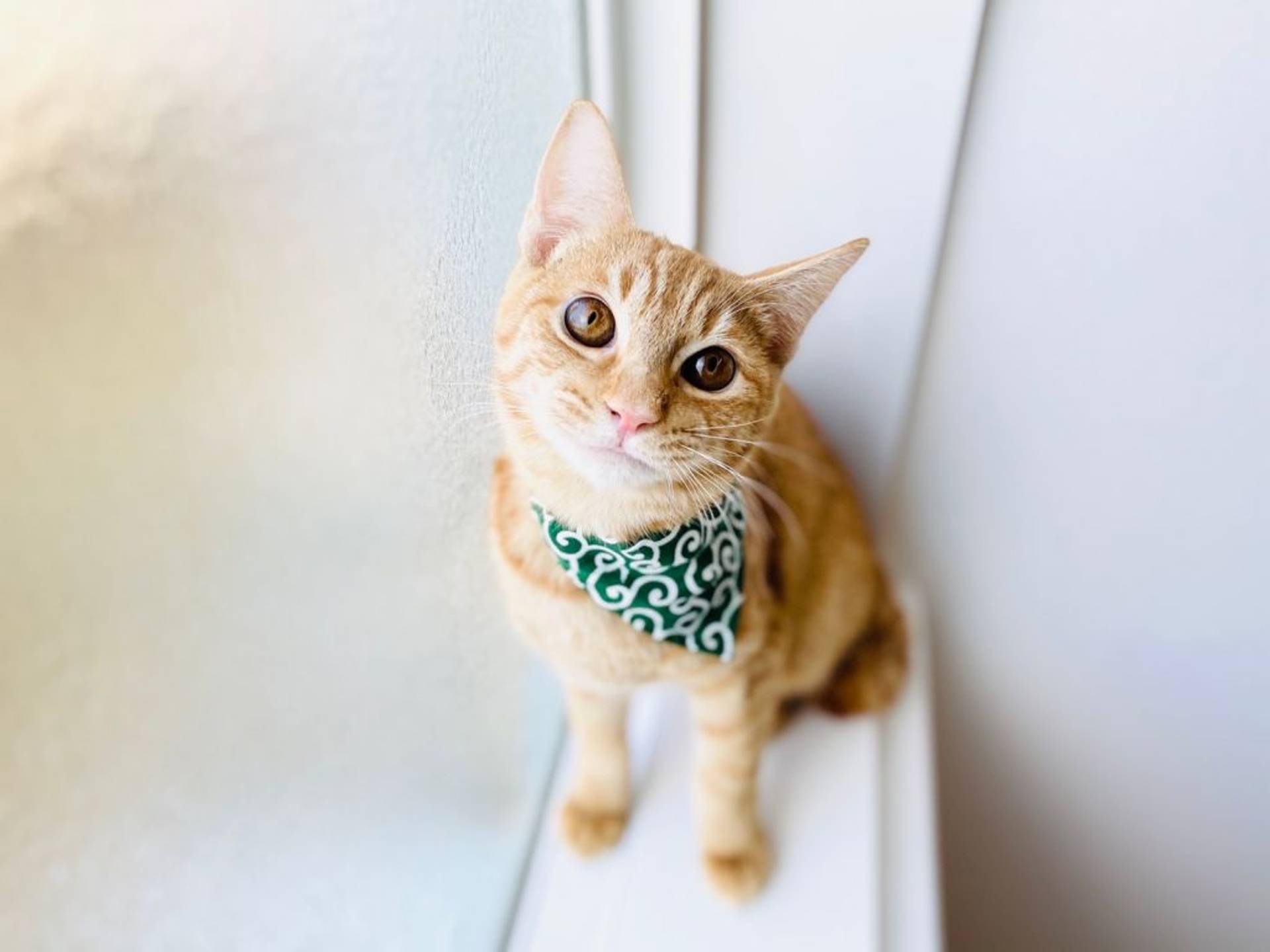 雑種（ミックス猫）・オスの里親募集の写真