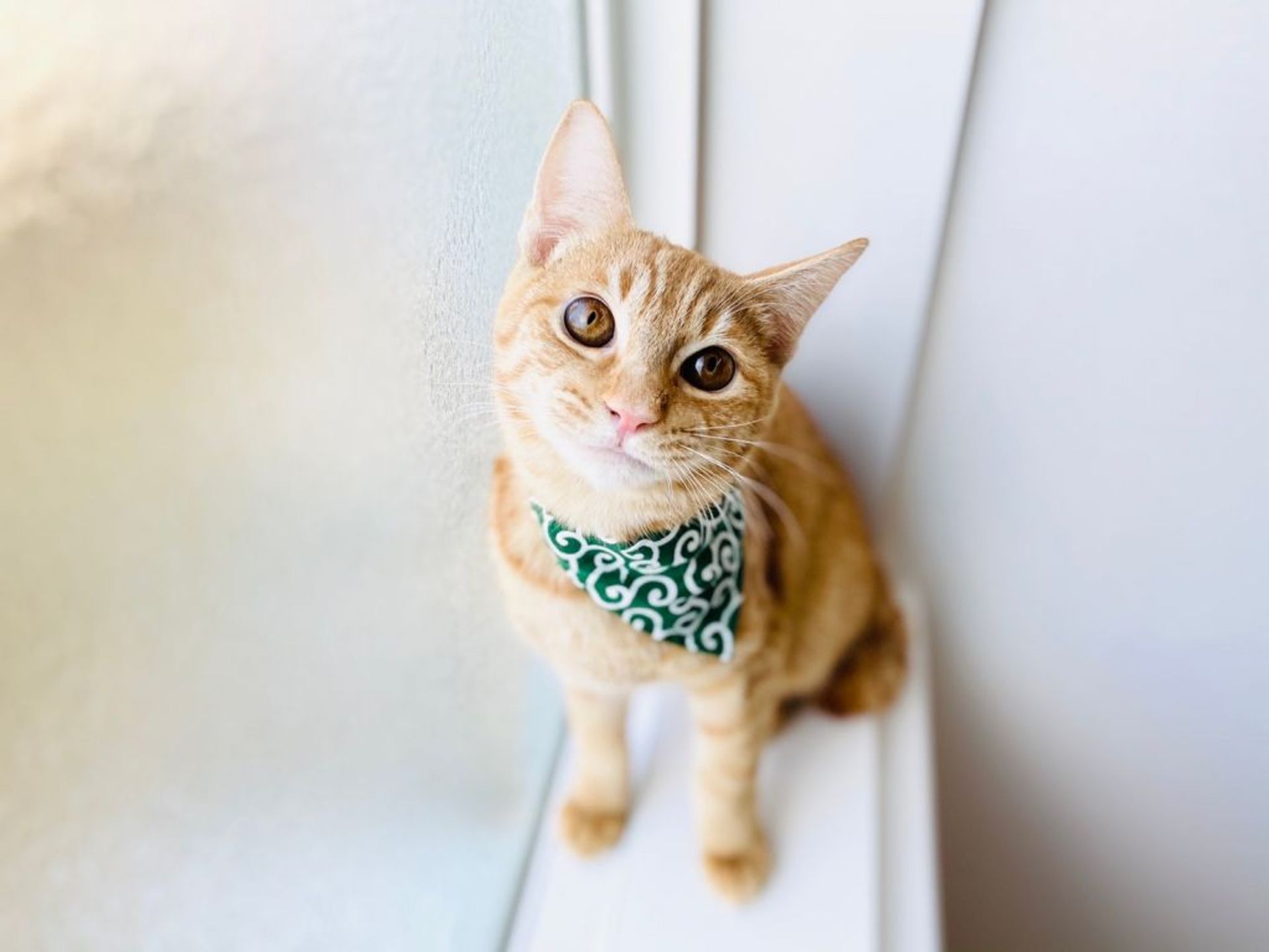雑種（ミックス猫）・オスの里親募集の写真