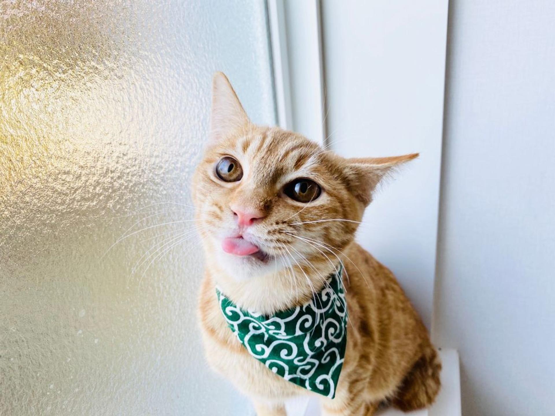 pet-image-2