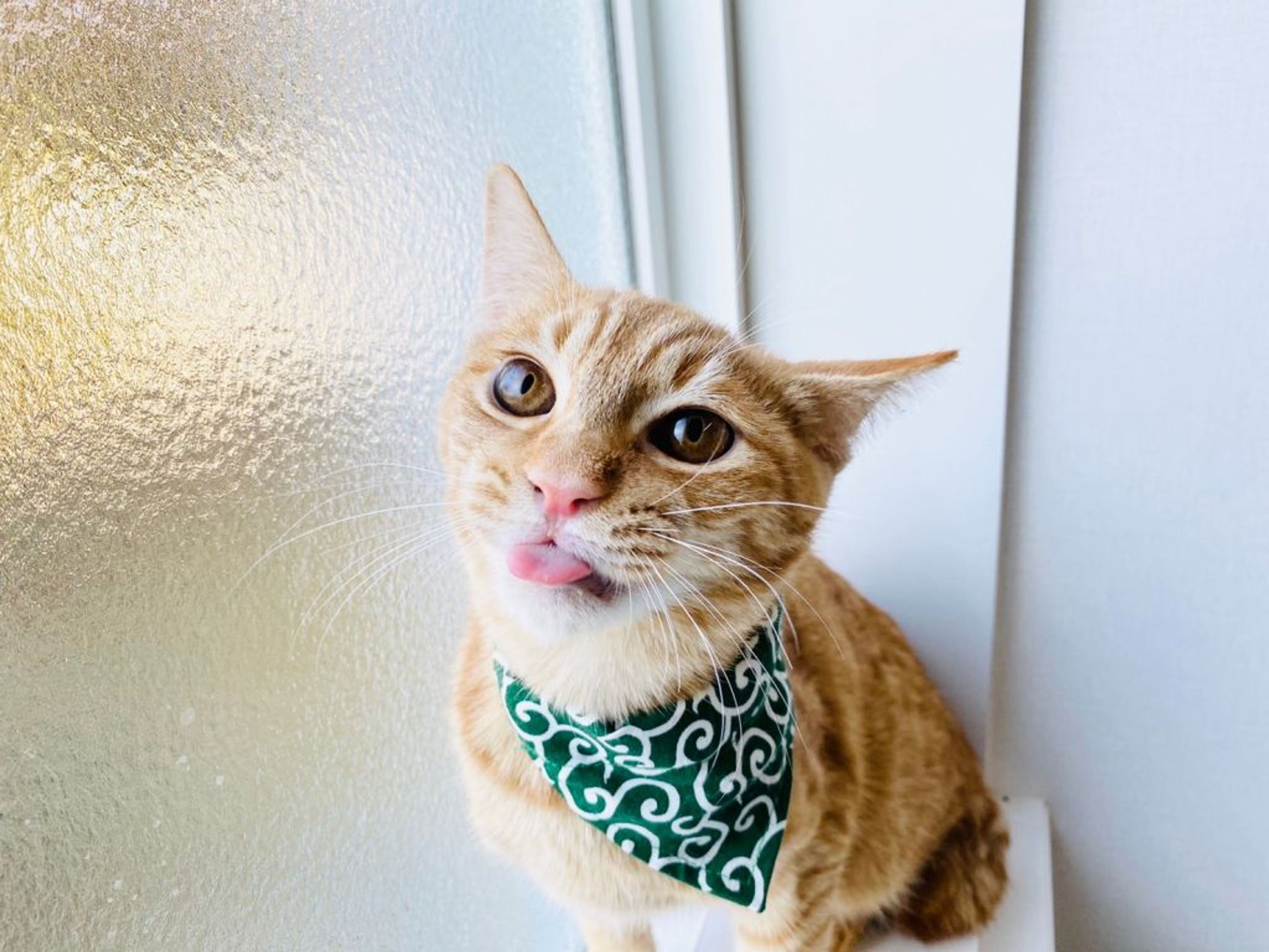pet-image-2