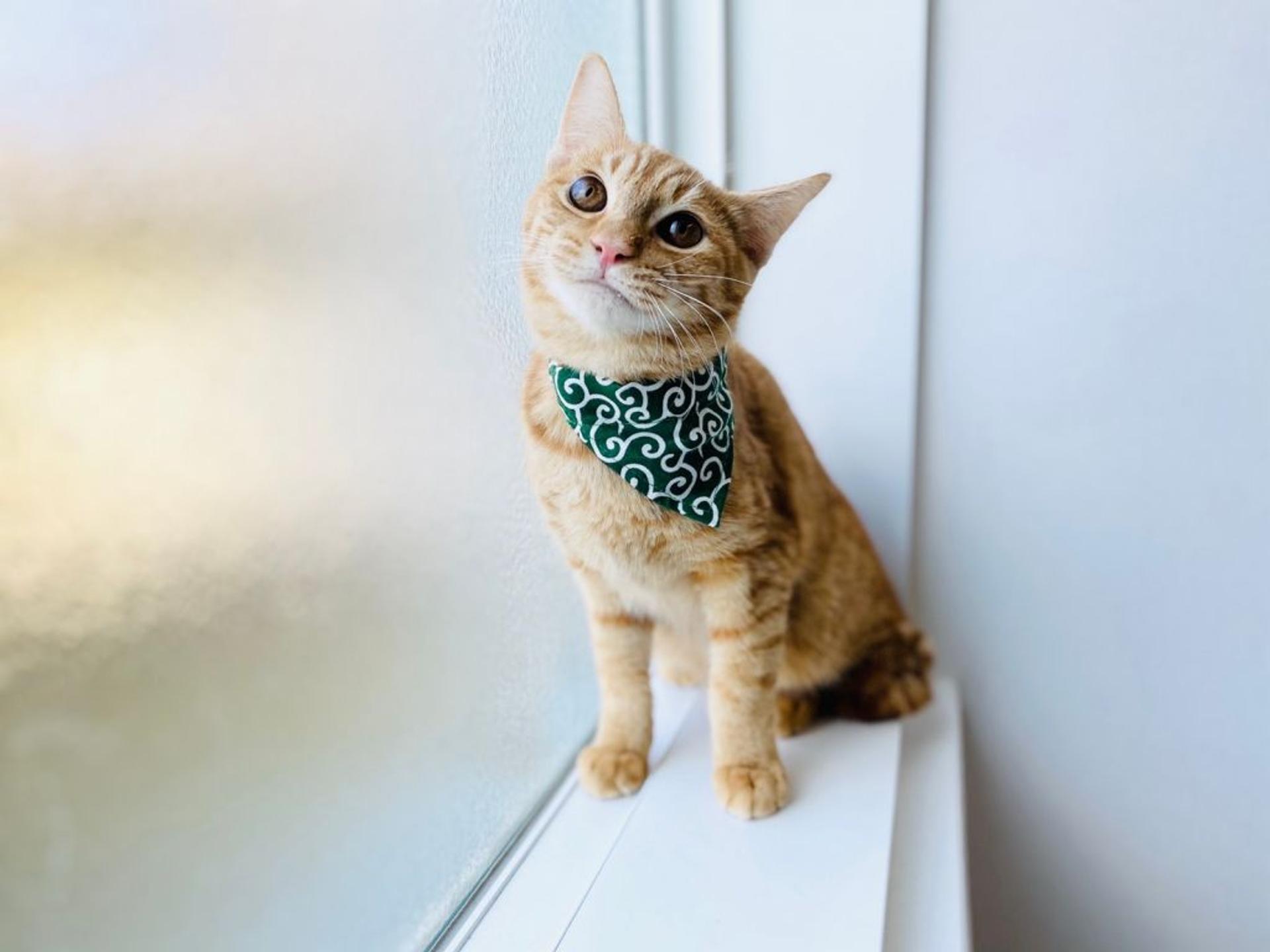 pet-image-4