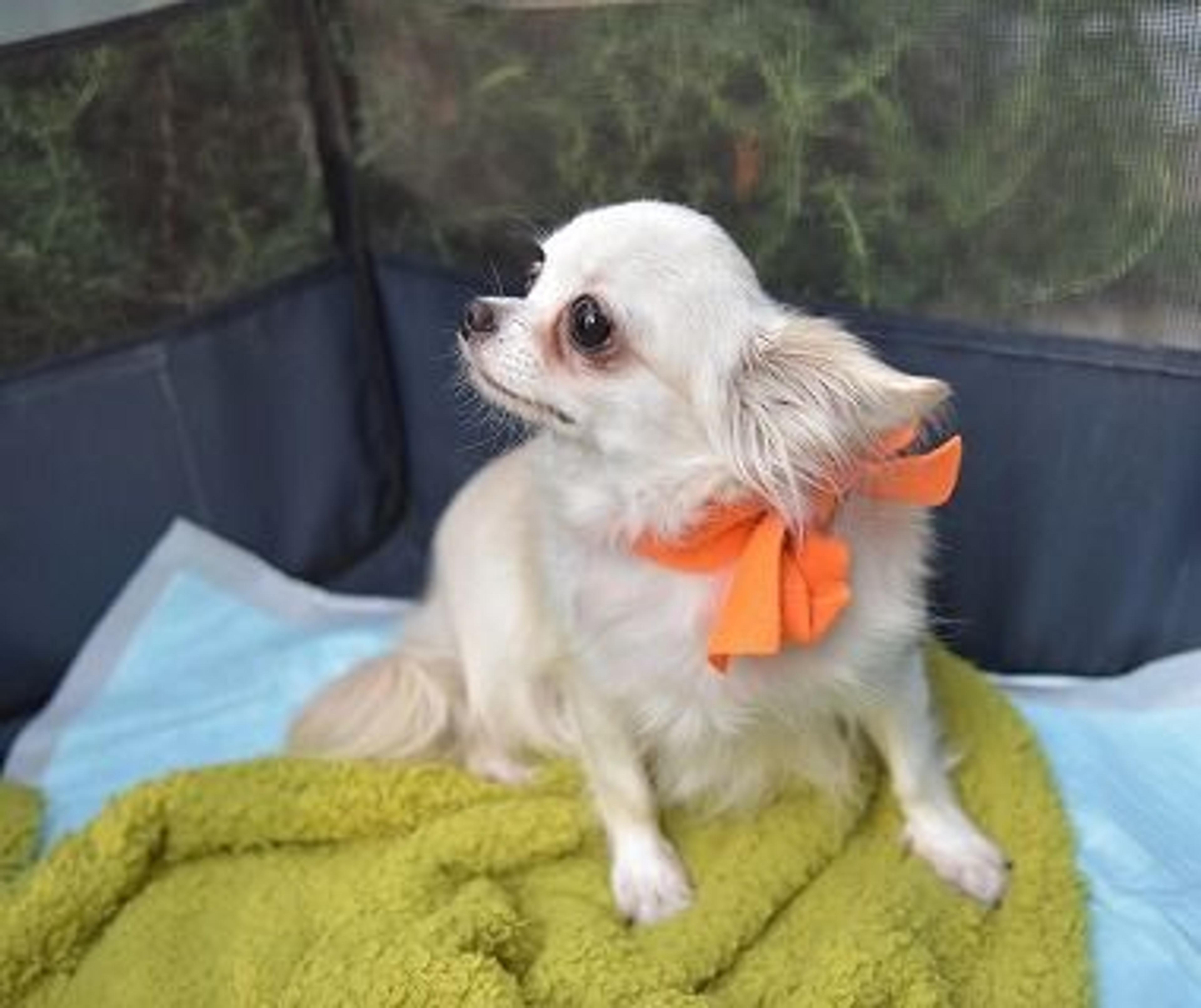 pet-image-2