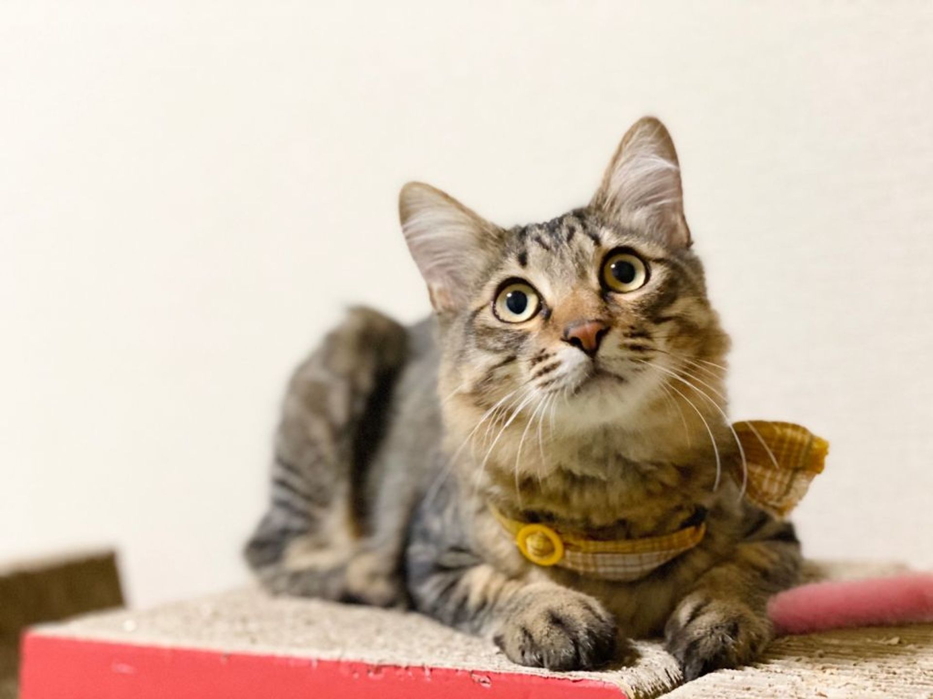 雑種（ミックス猫）・オスの里親募集の写真