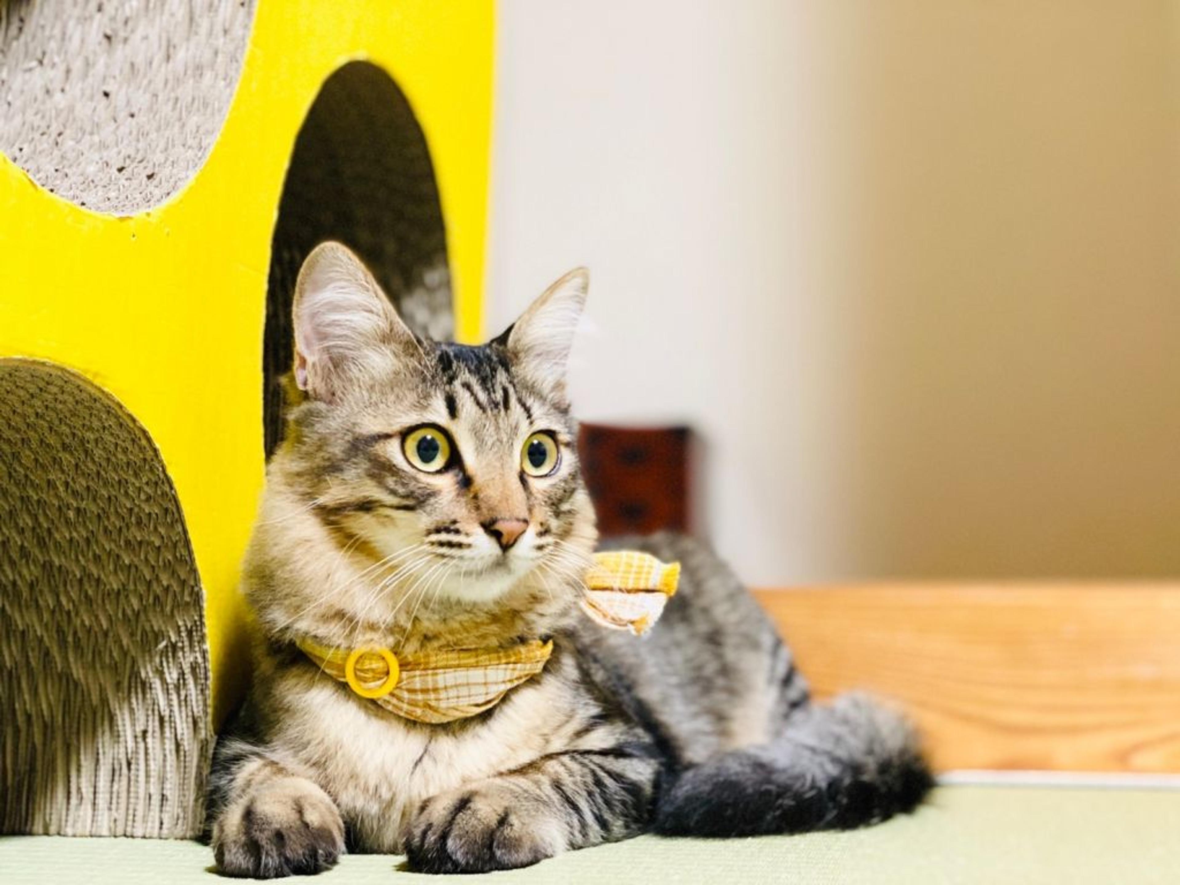 pet-image-3