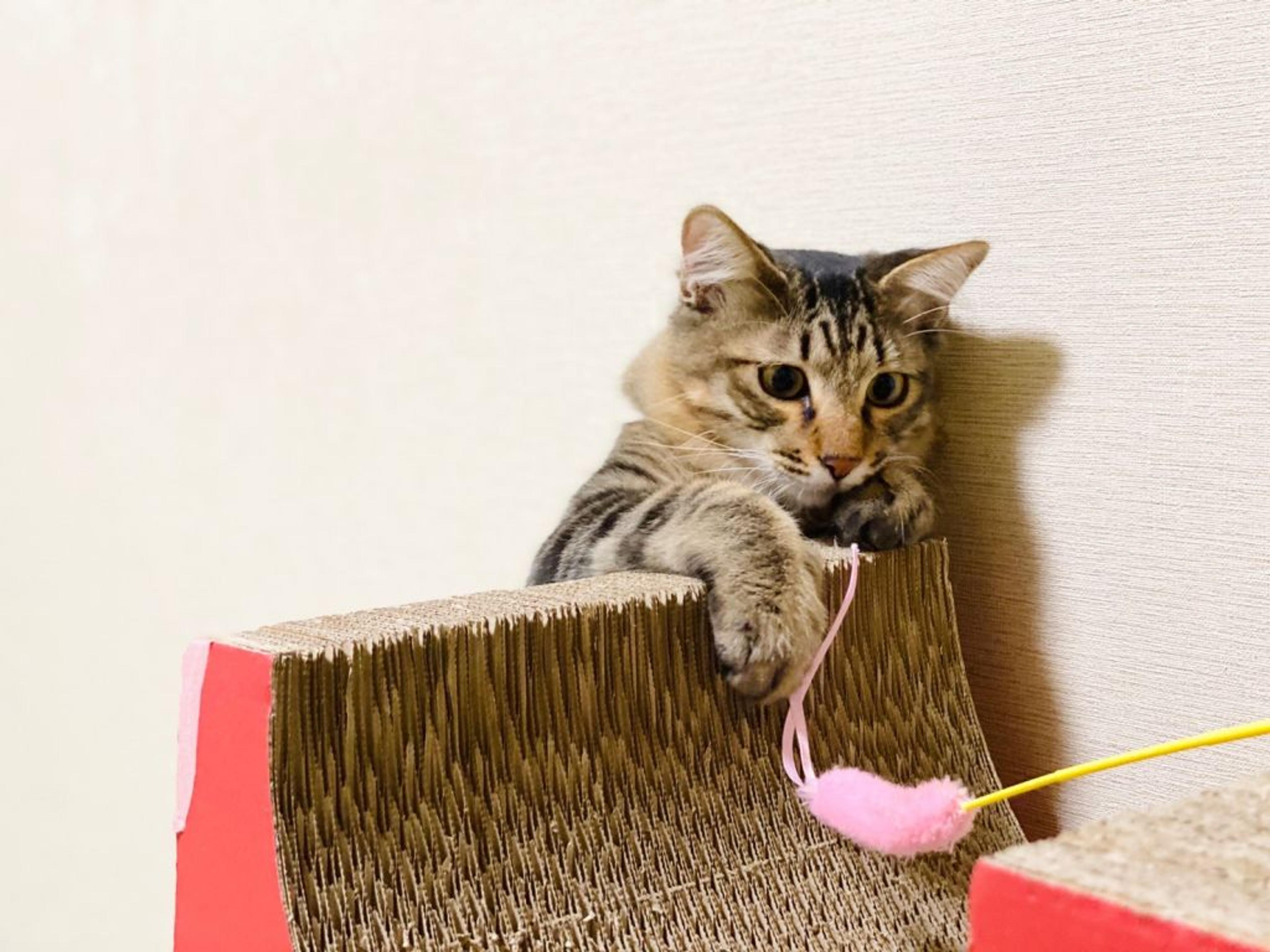 pet-image-4