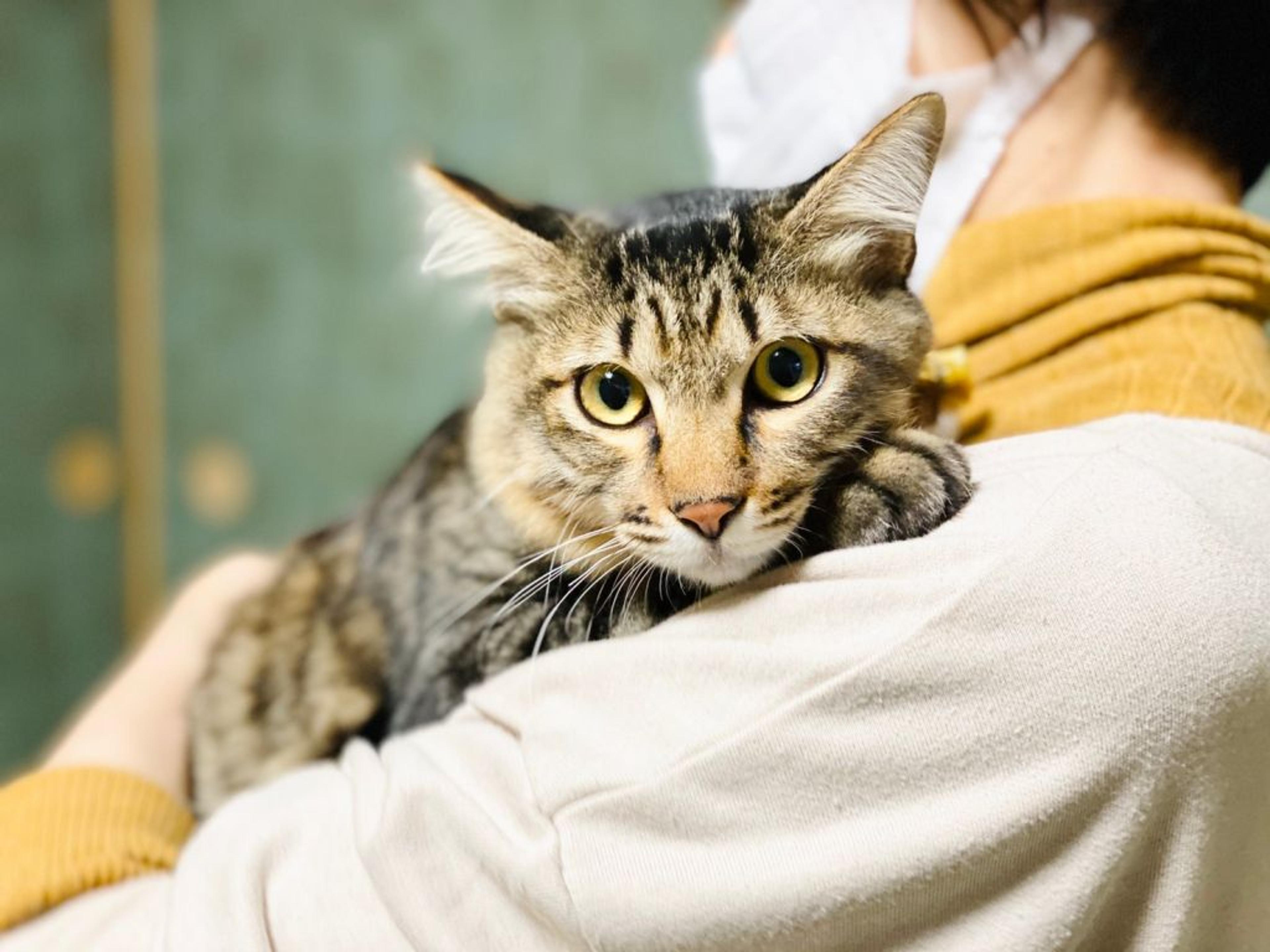 pet-image-5