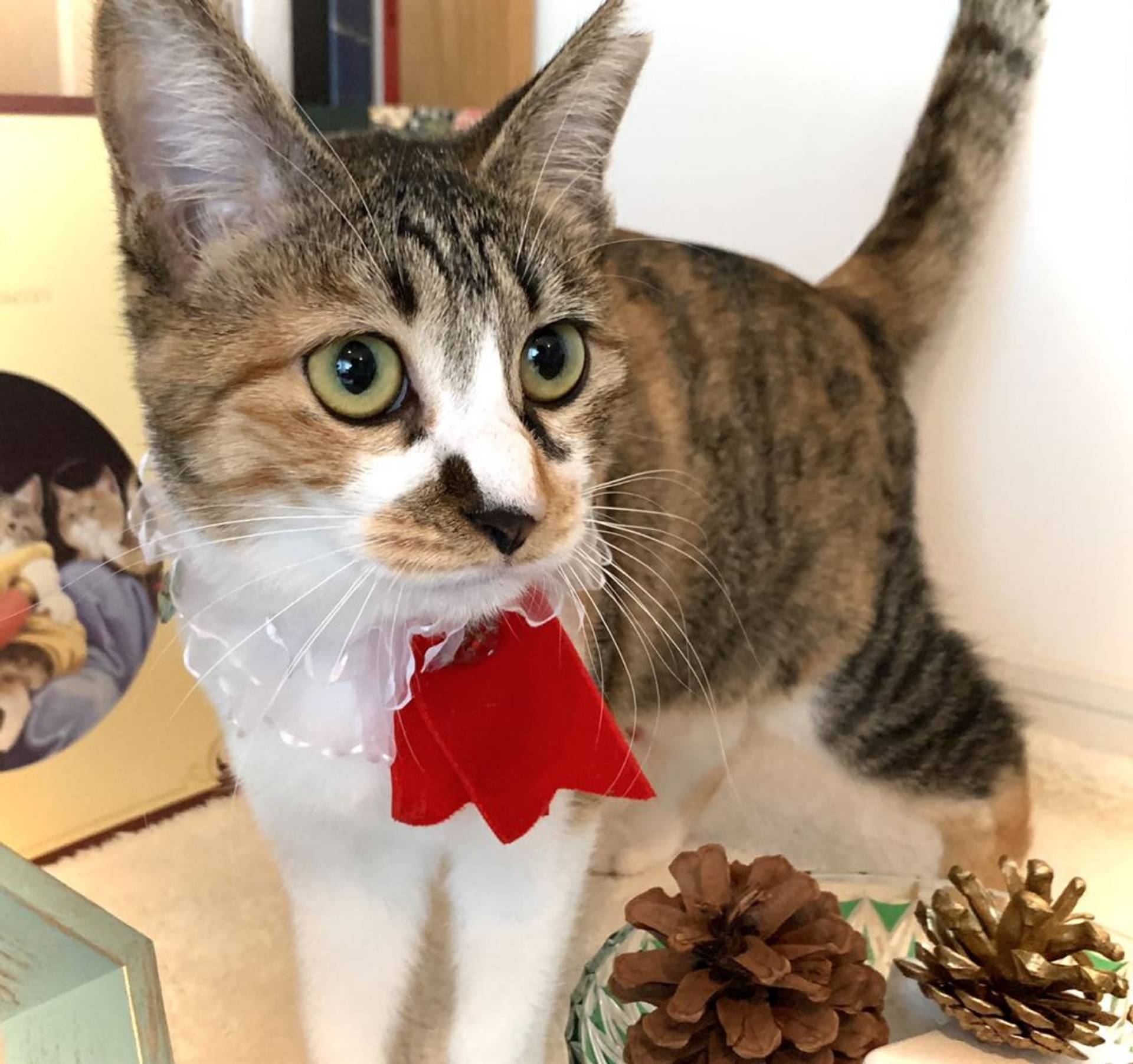 雑種（ミックス猫）・メスの里親募集の写真