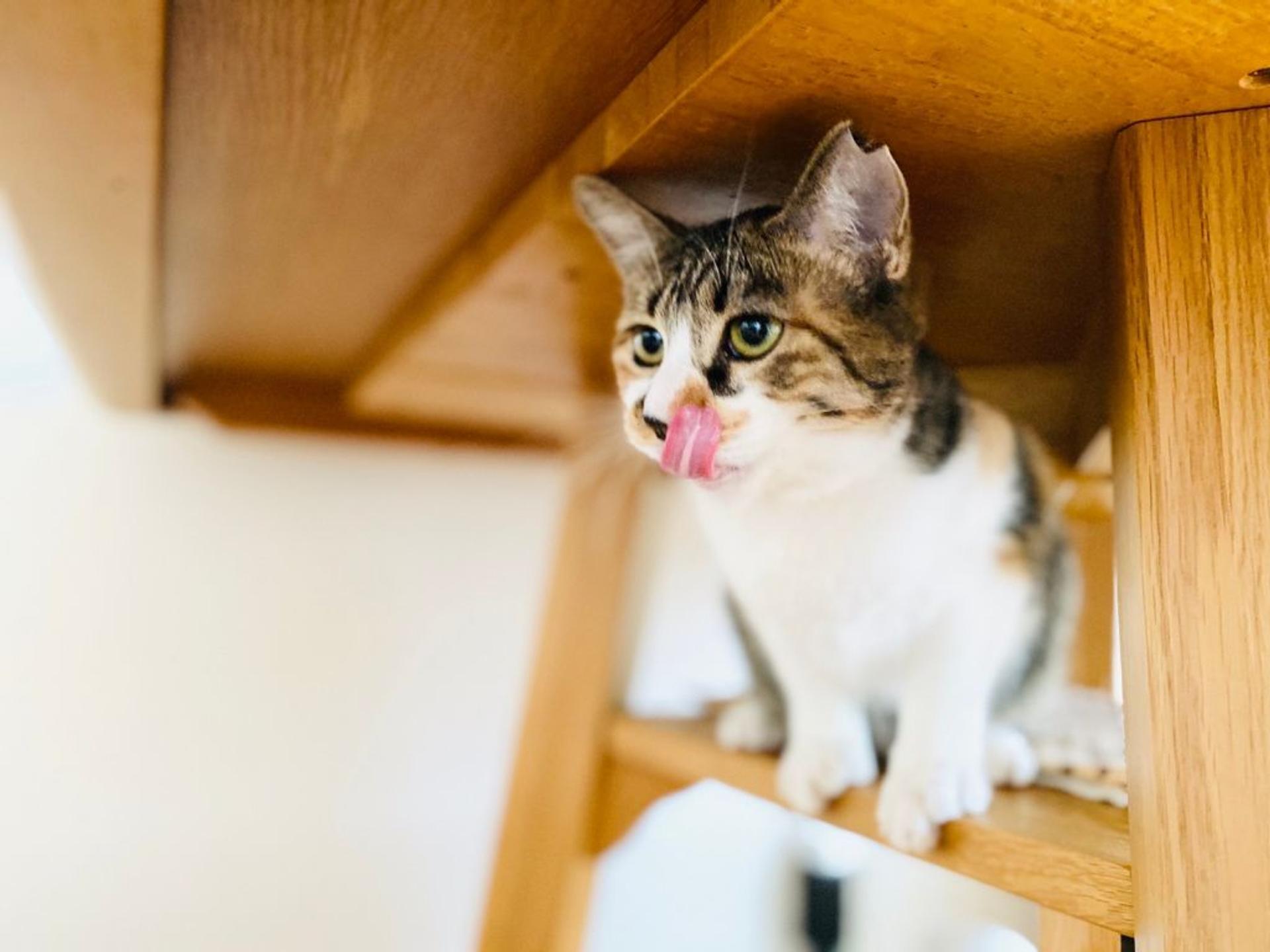 pet-image-3