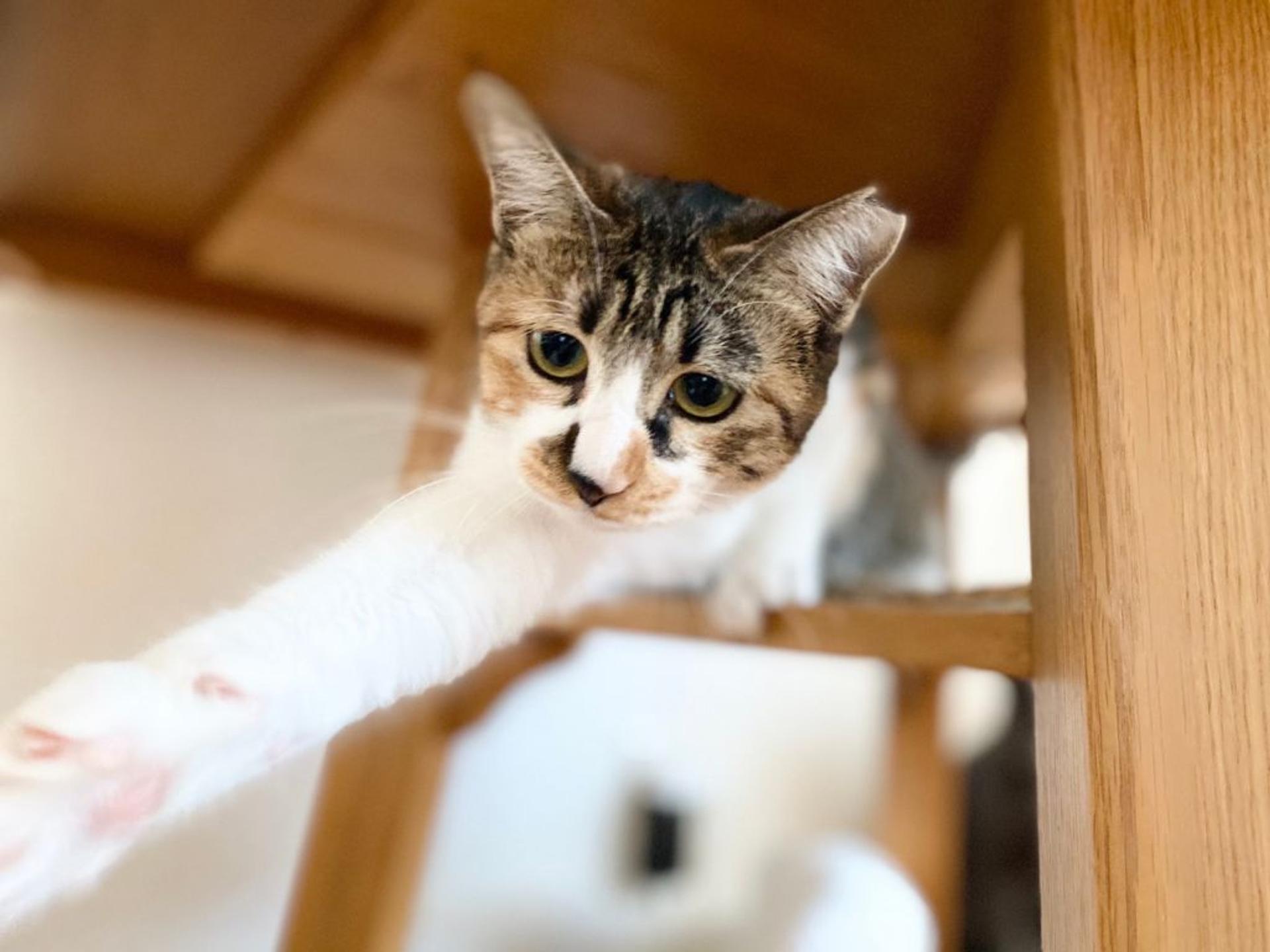 pet-image-4