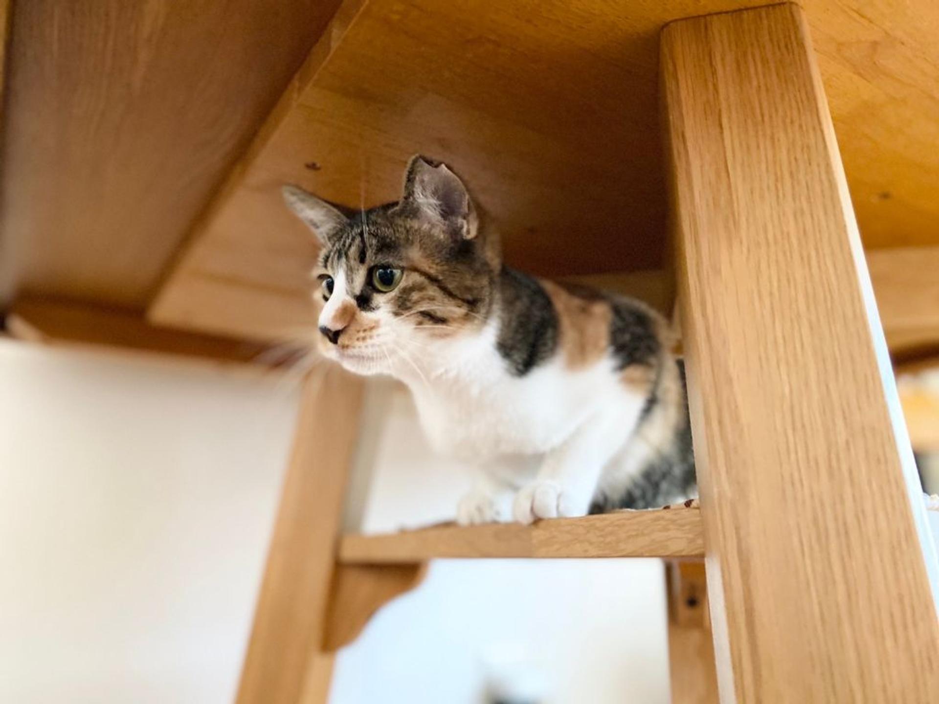 pet-image-5