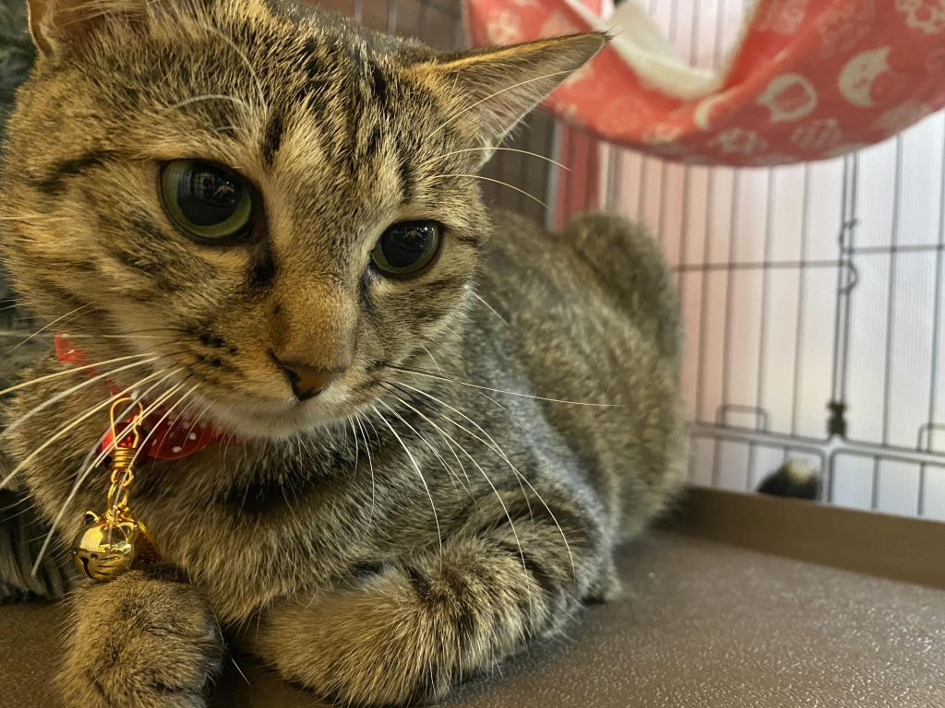 pet-image-2