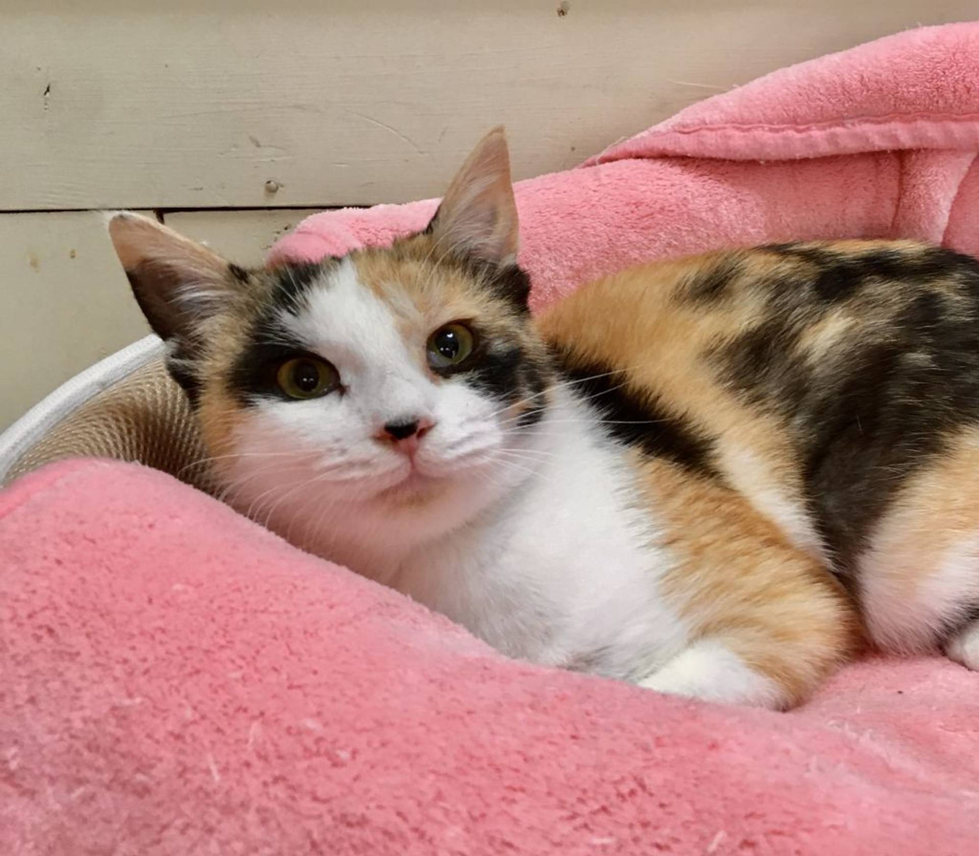 雑種（ミックス猫）・メスの里親募集の写真