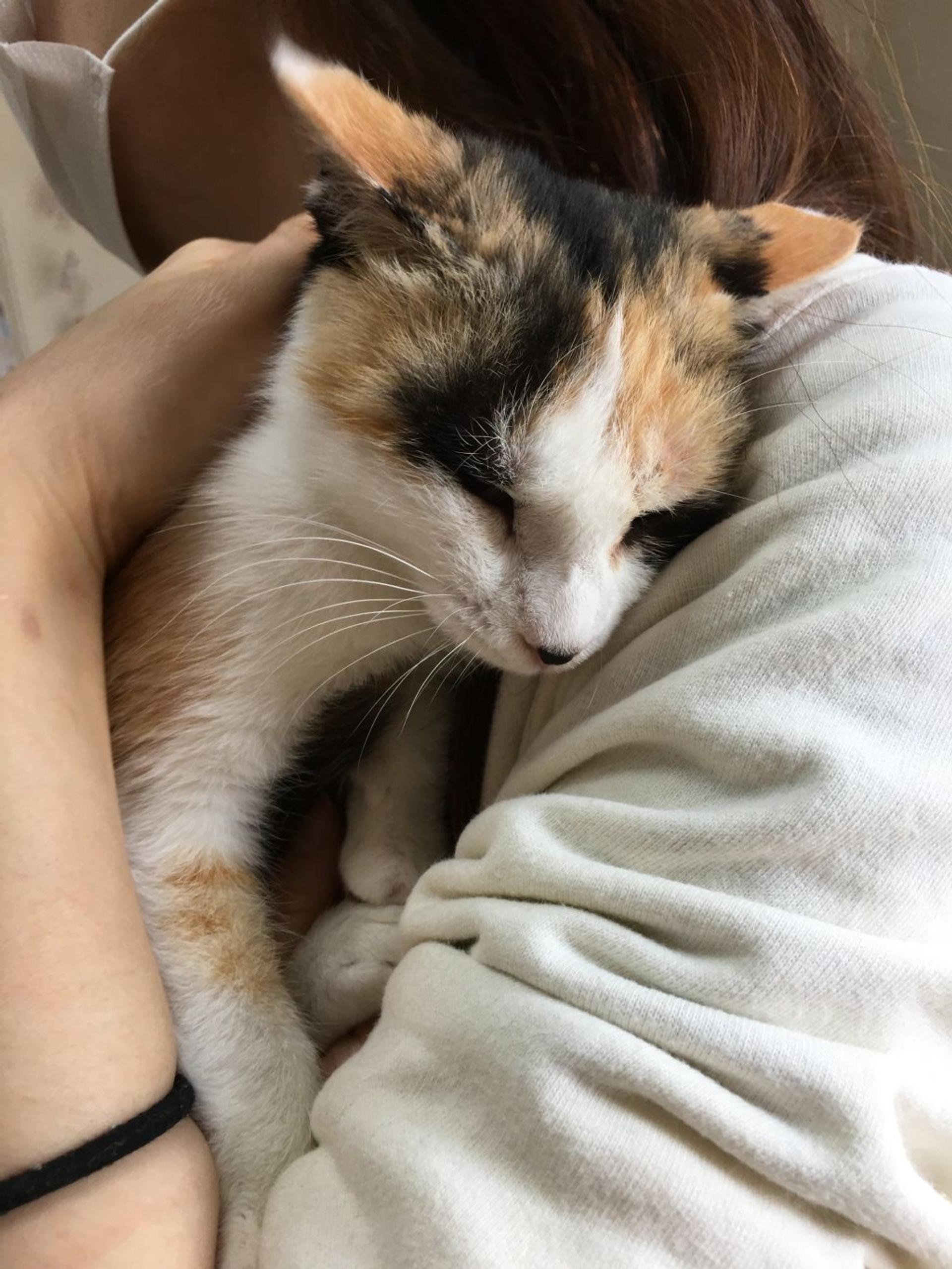 pet-image-5