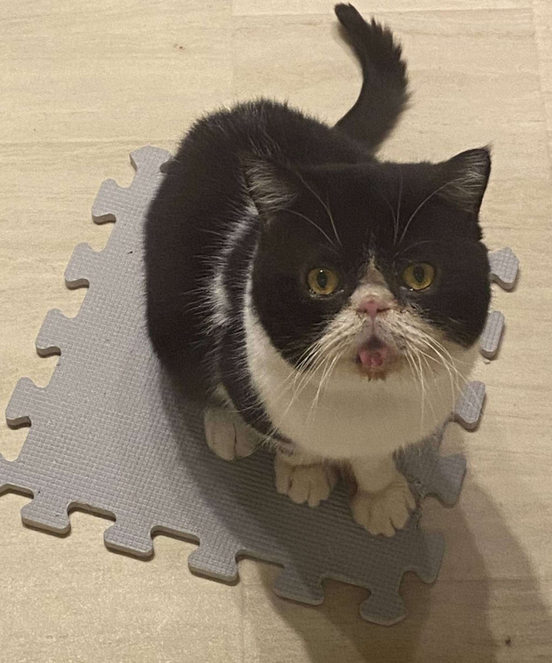 エキゾチックショートヘア・オスの里親募集の写真