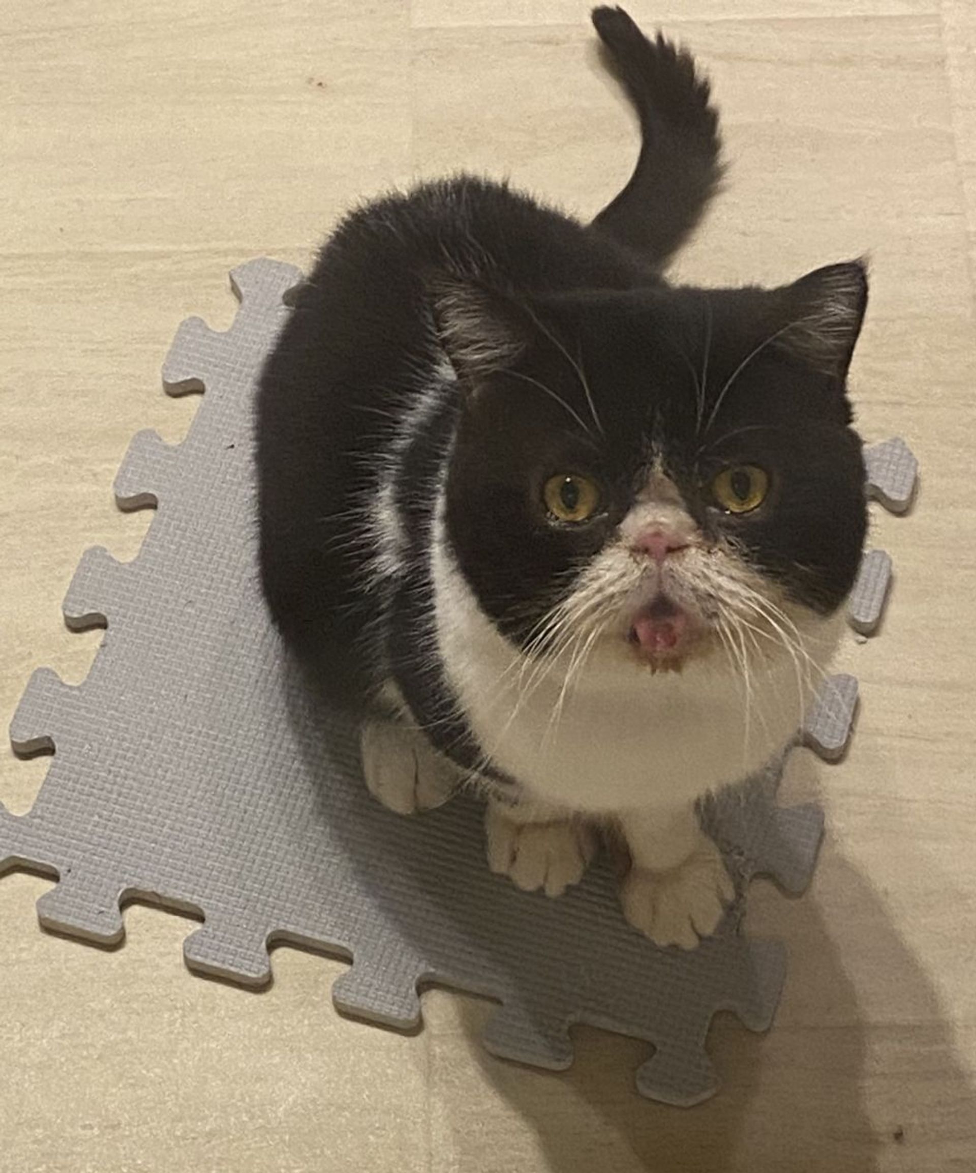 エキゾチックショートヘア・オスの里親募集の写真