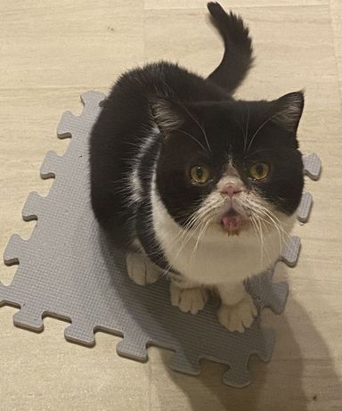 ボスの写真
