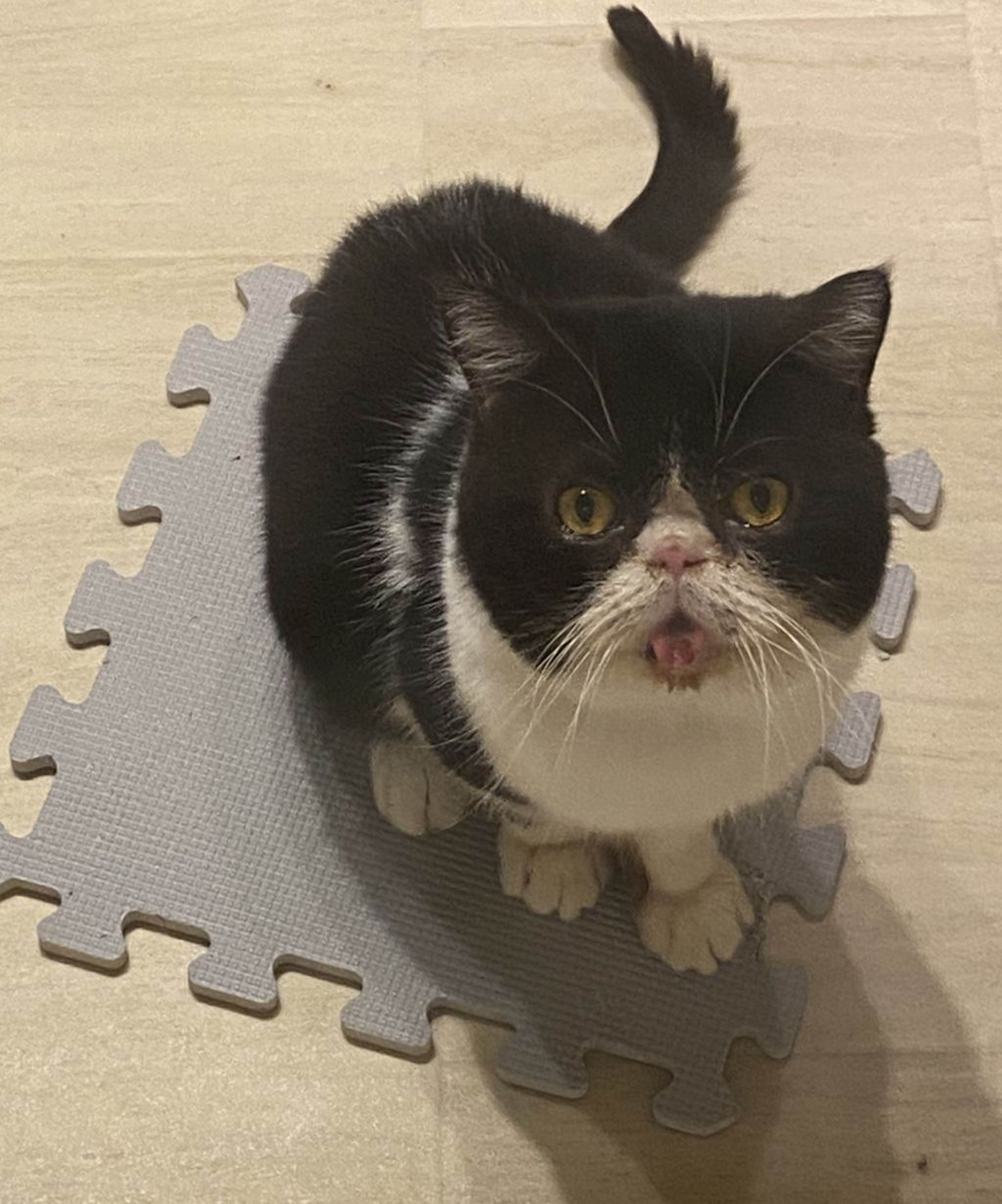 エキゾチックショートヘア・オスの里親募集の写真