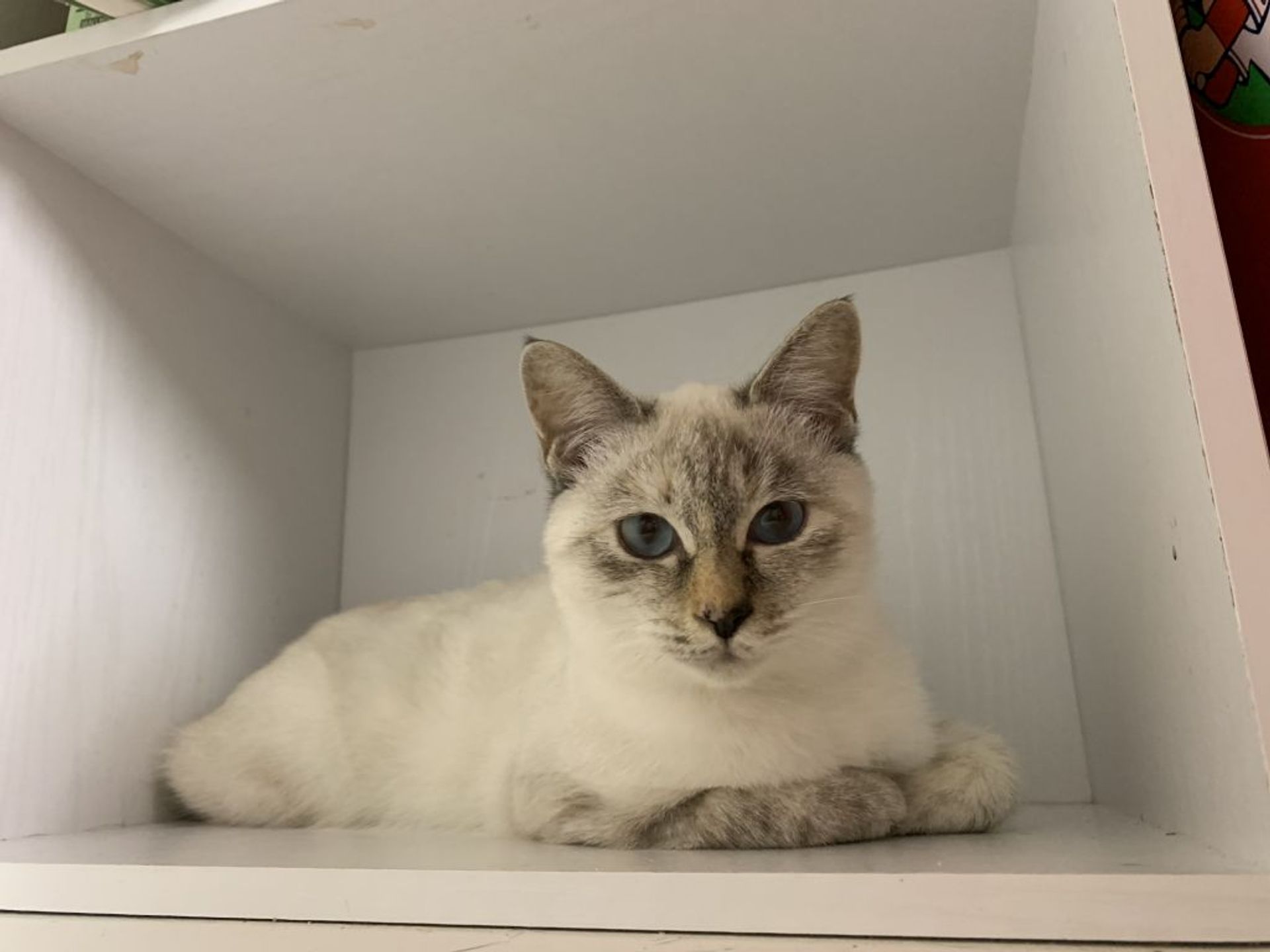 雑種（ミックス猫）・メスの里親募集の写真