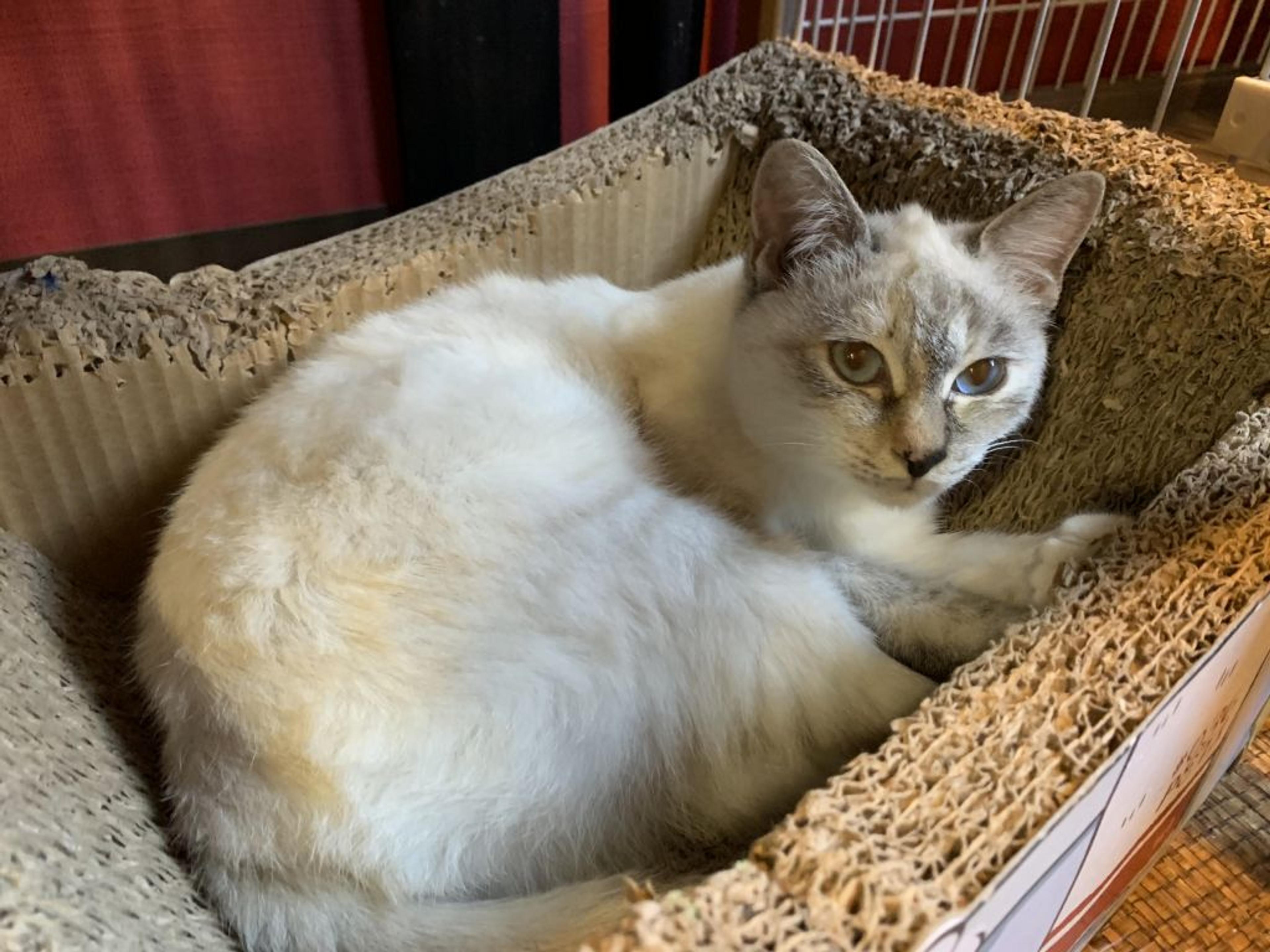 pet-image-3