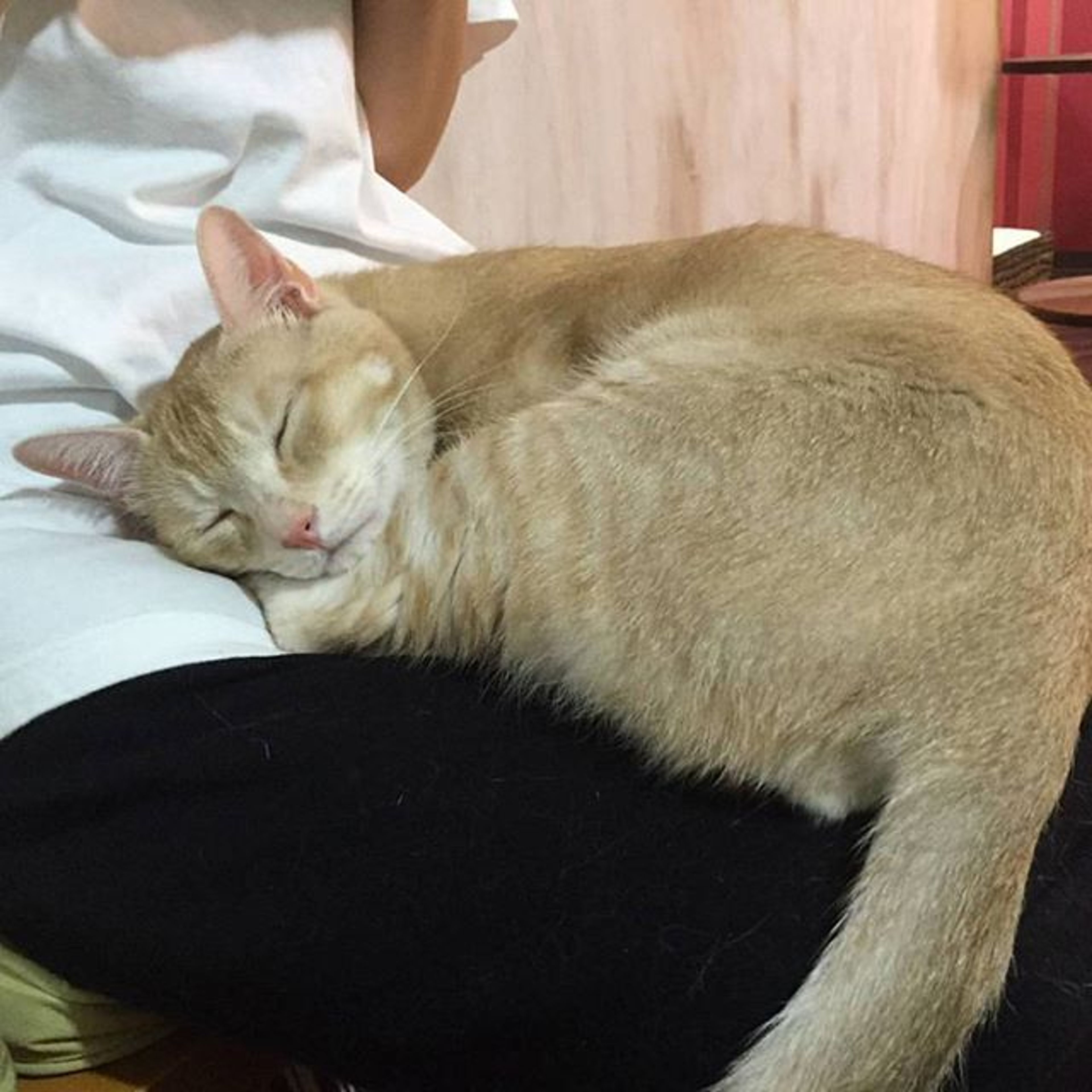 雑種（ミックス猫）・オスの里親募集の写真