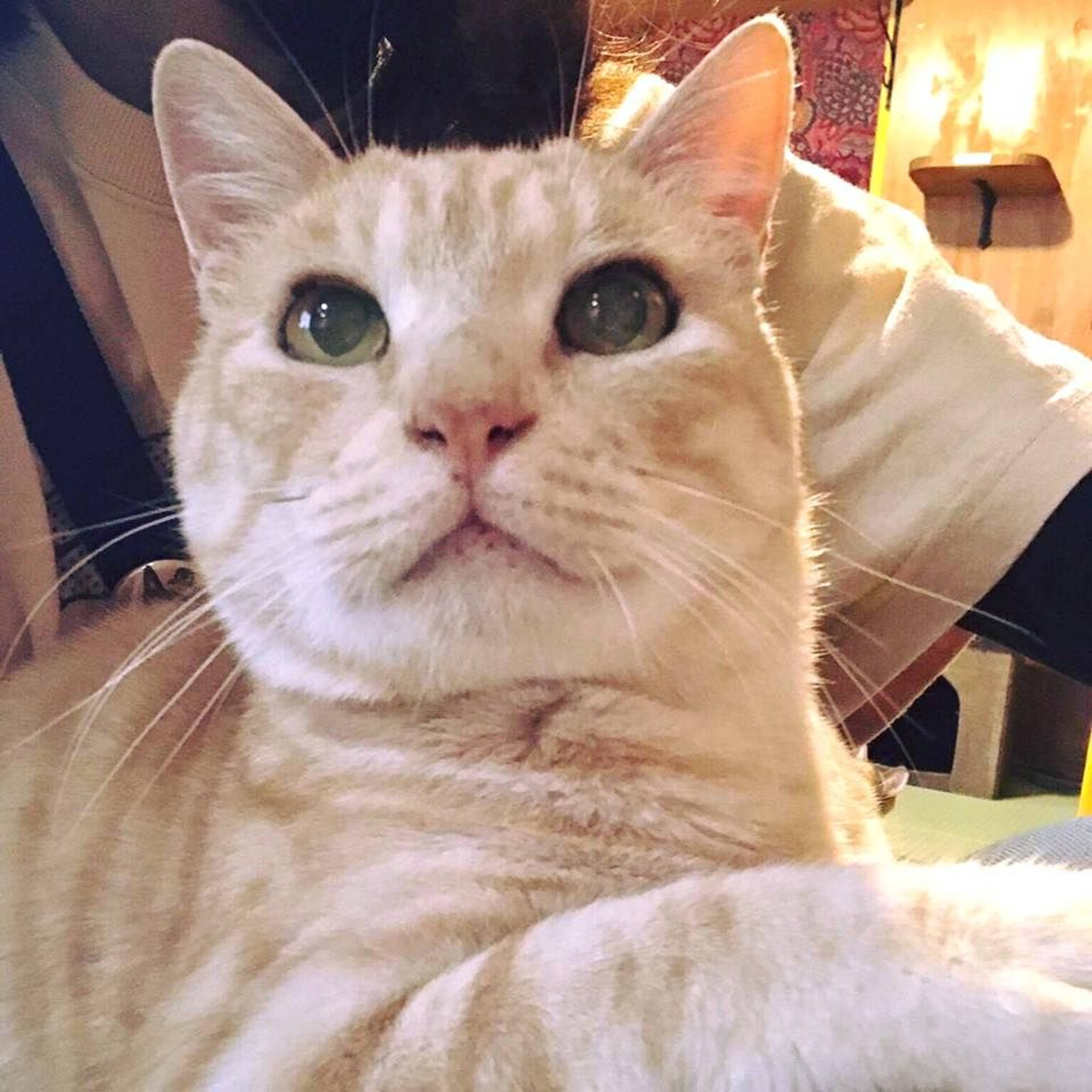 雑種（ミックス猫）・オスの里親募集の写真