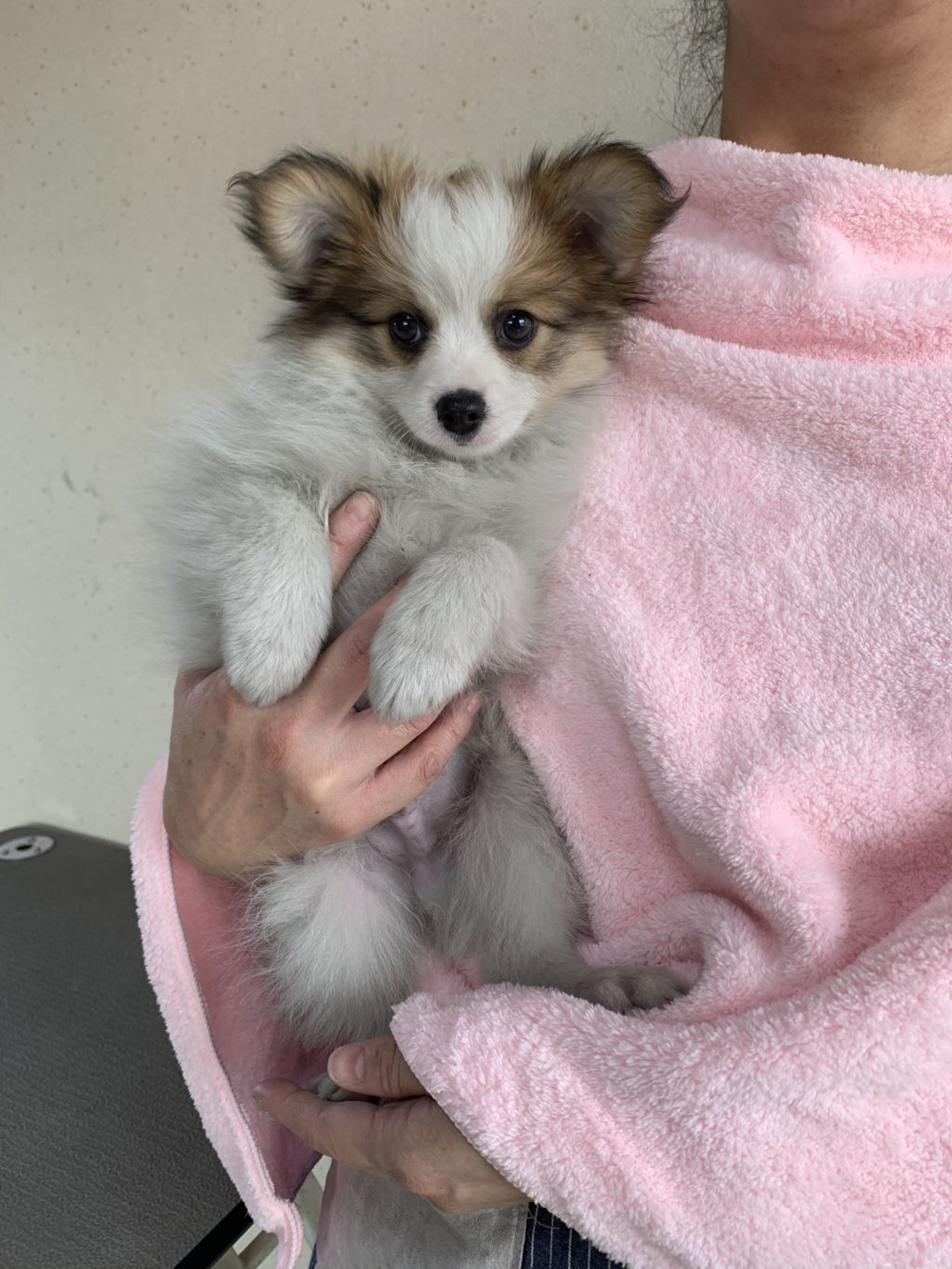 雑種（ミックス犬）・オスの里親募集の写真