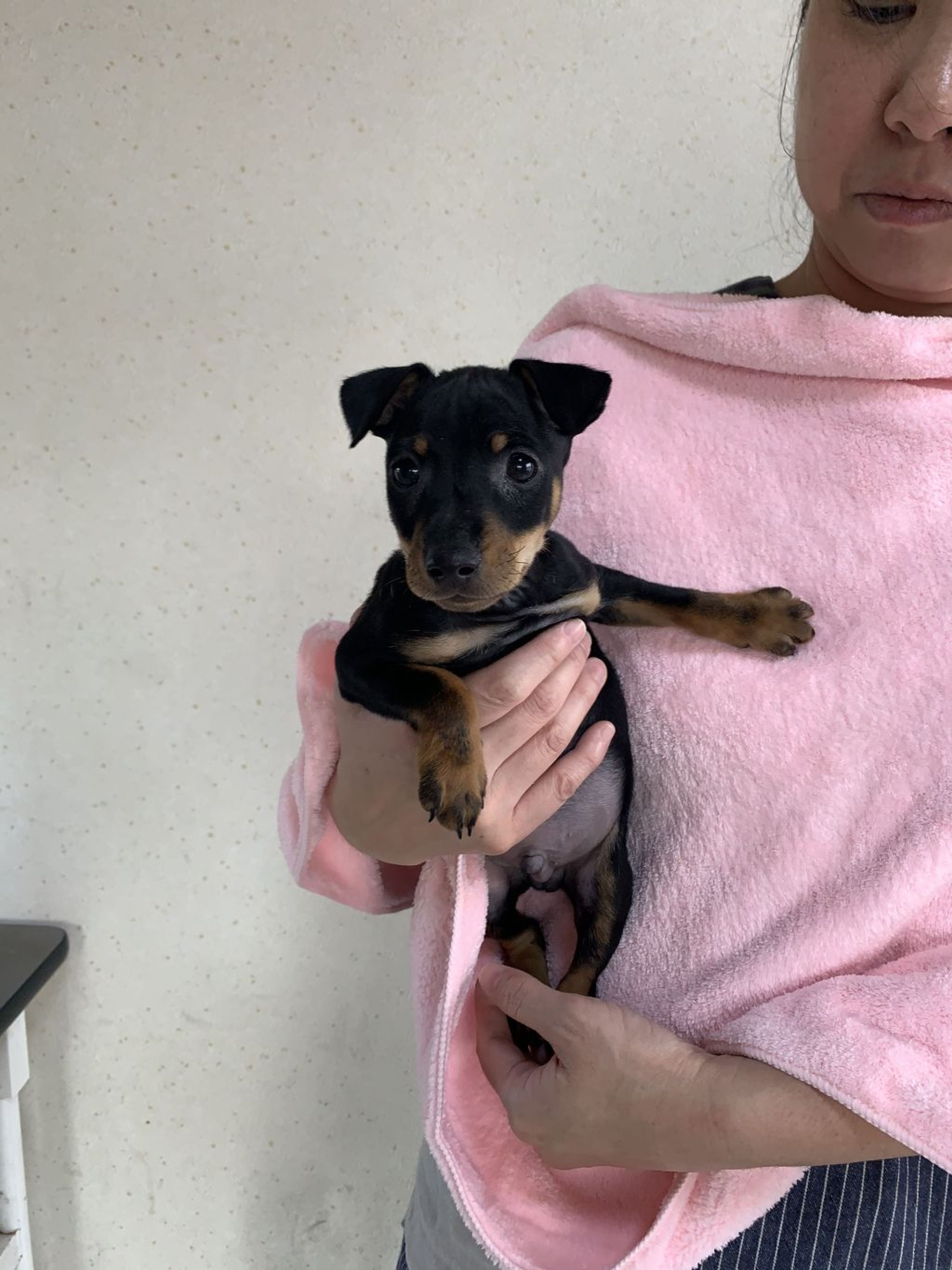 雑種（ミックス犬）・オスの里親募集の写真