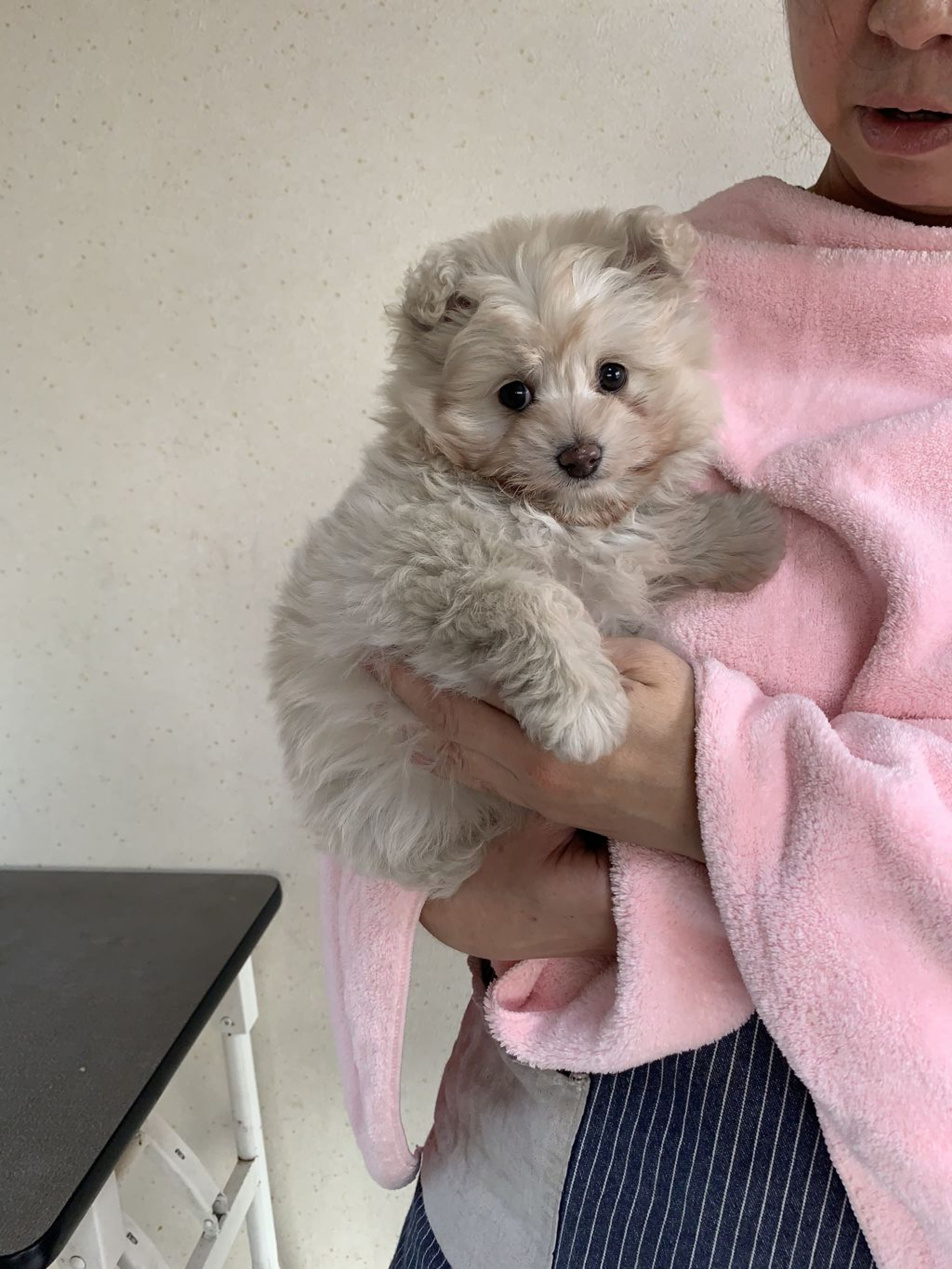 雑種（ミックス犬）・オスの里親募集の写真