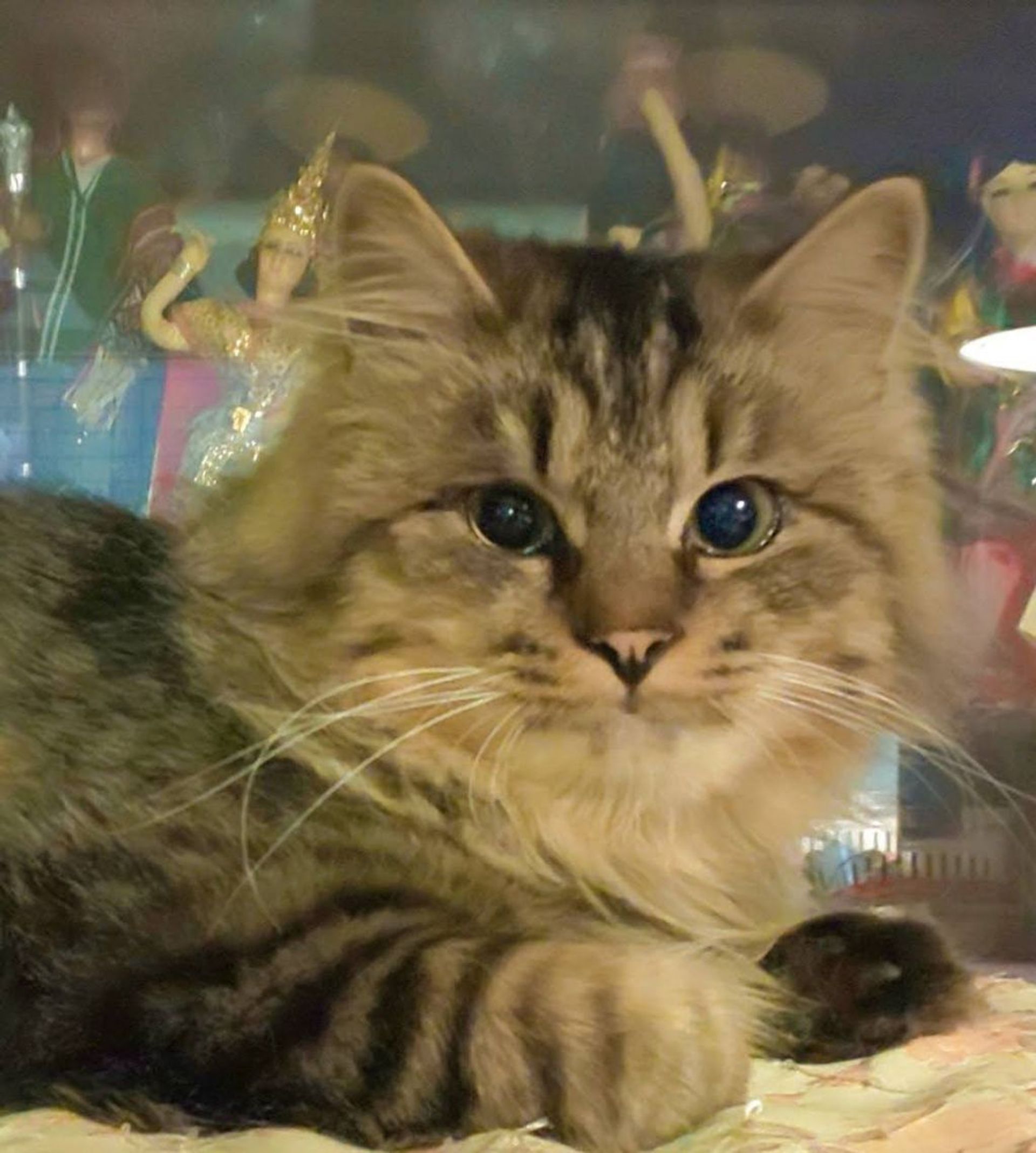 雑種（ミックス猫）・オスの里親募集の写真