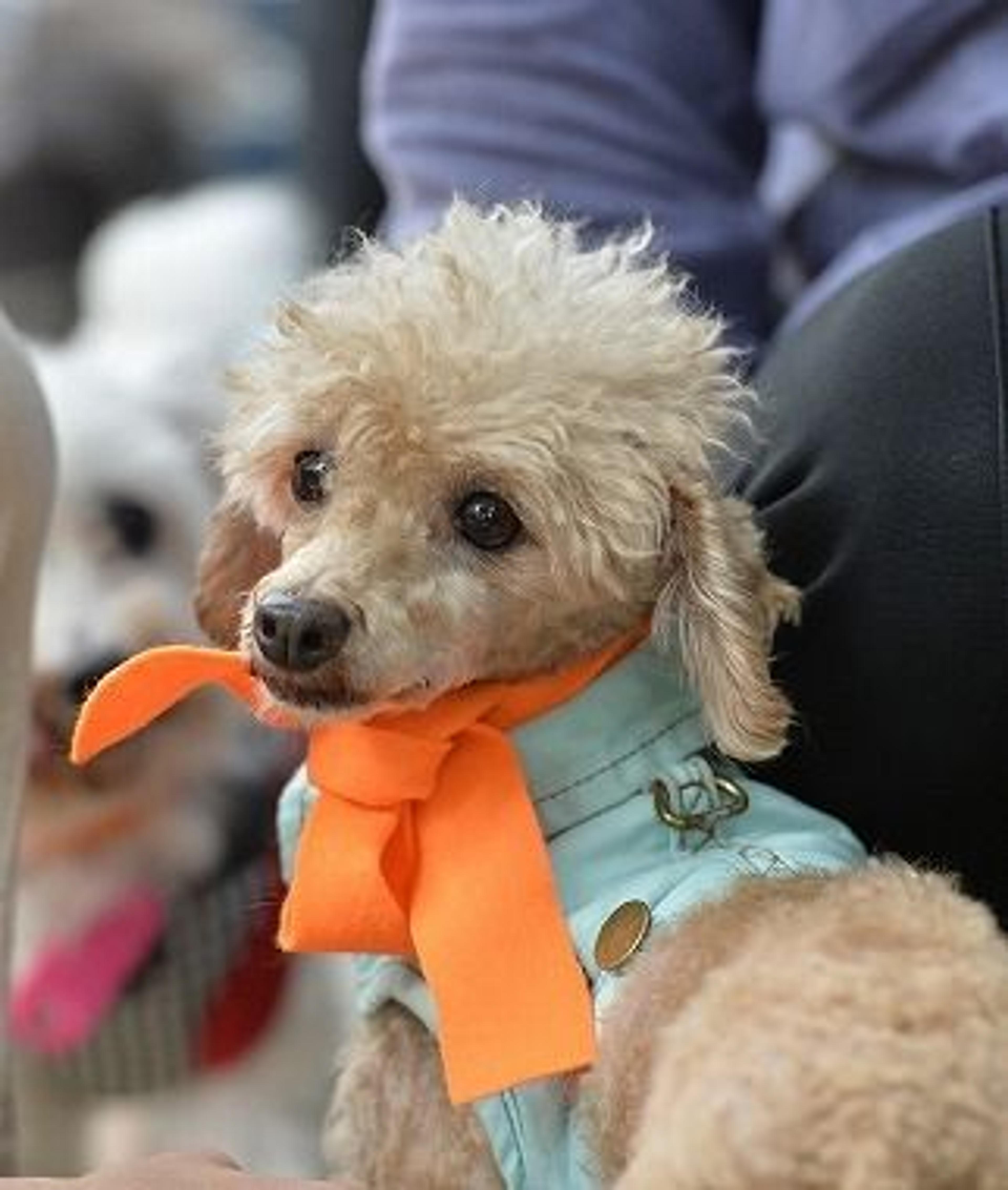 pet-image-2