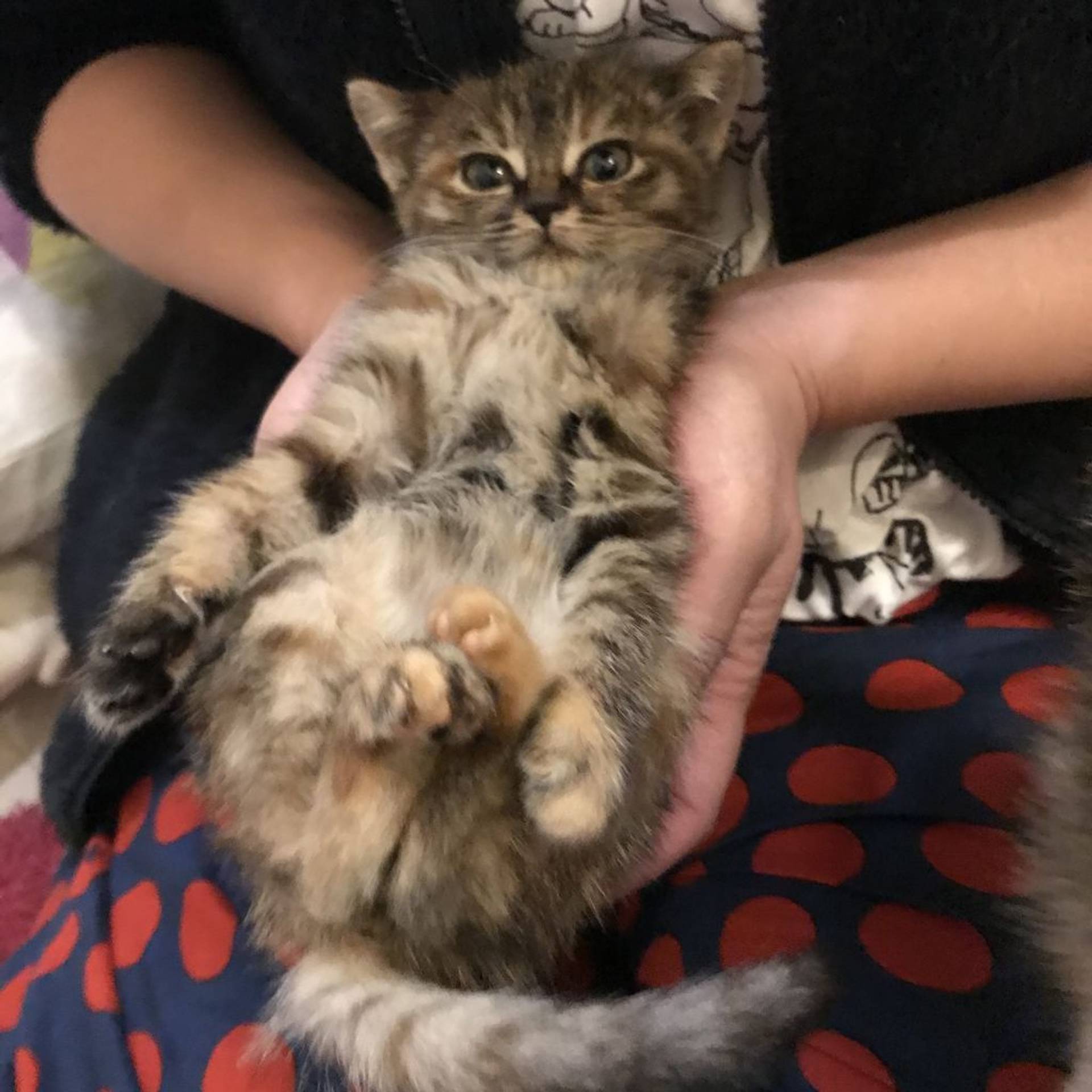 雑種（ミックス猫）・メスの里親募集の写真