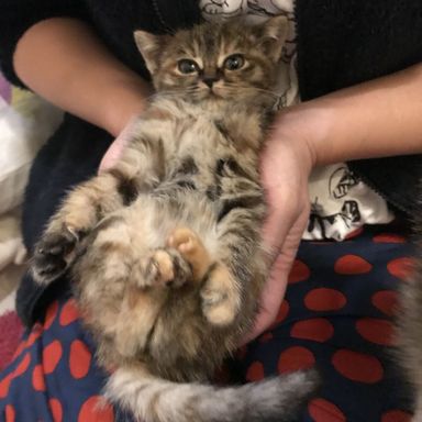 ポニョの写真