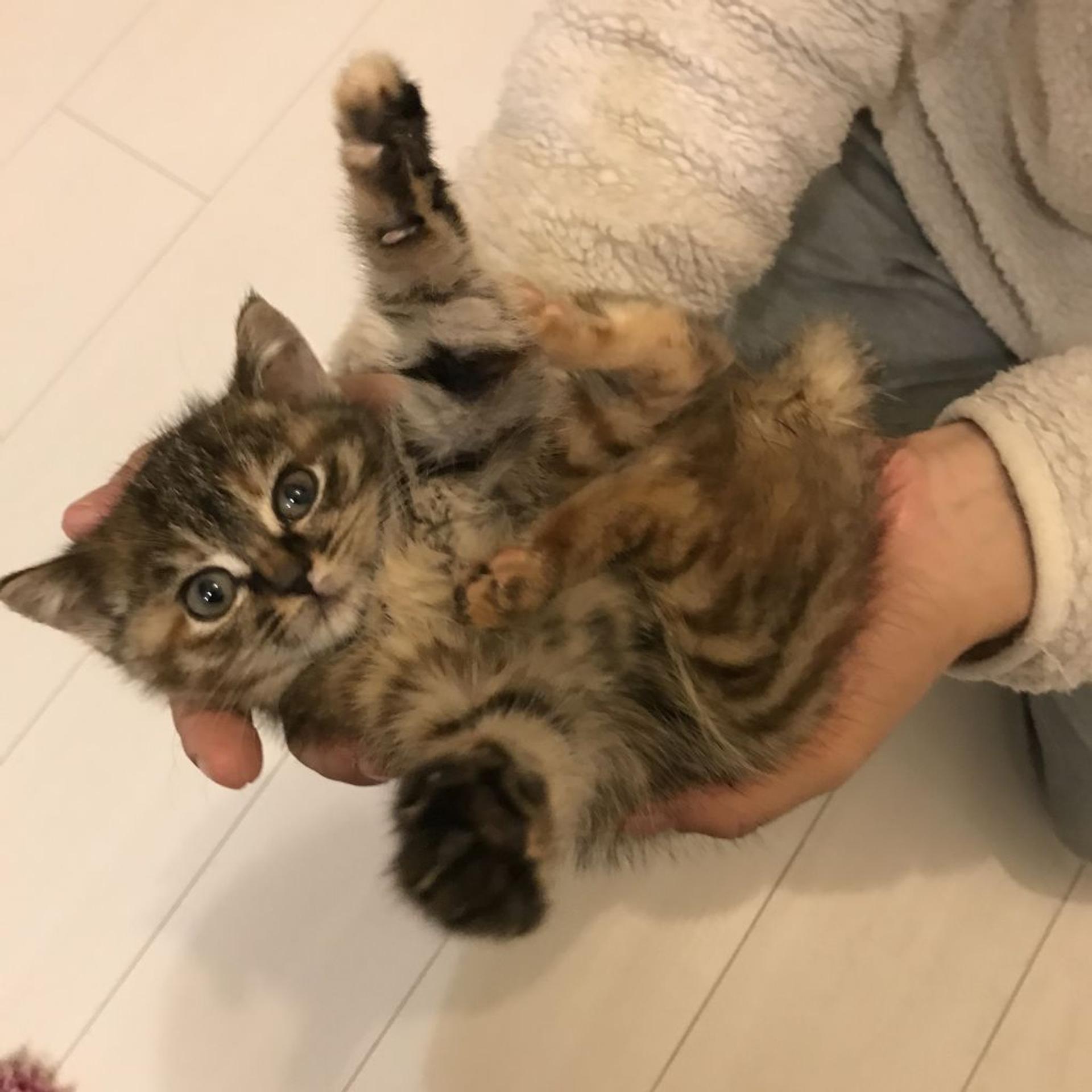 pet-image-3