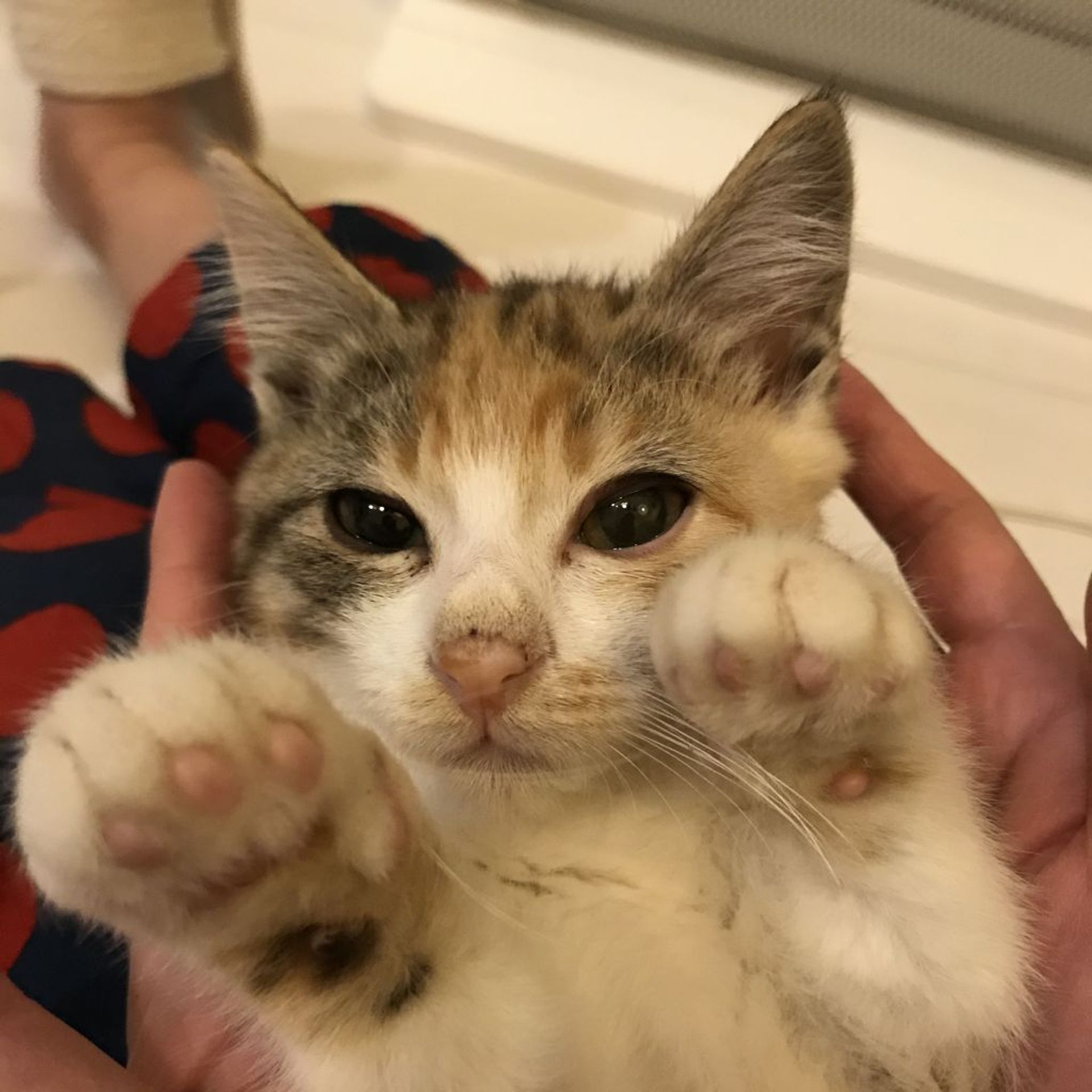 雑種（ミックス猫）・メスの里親募集の写真