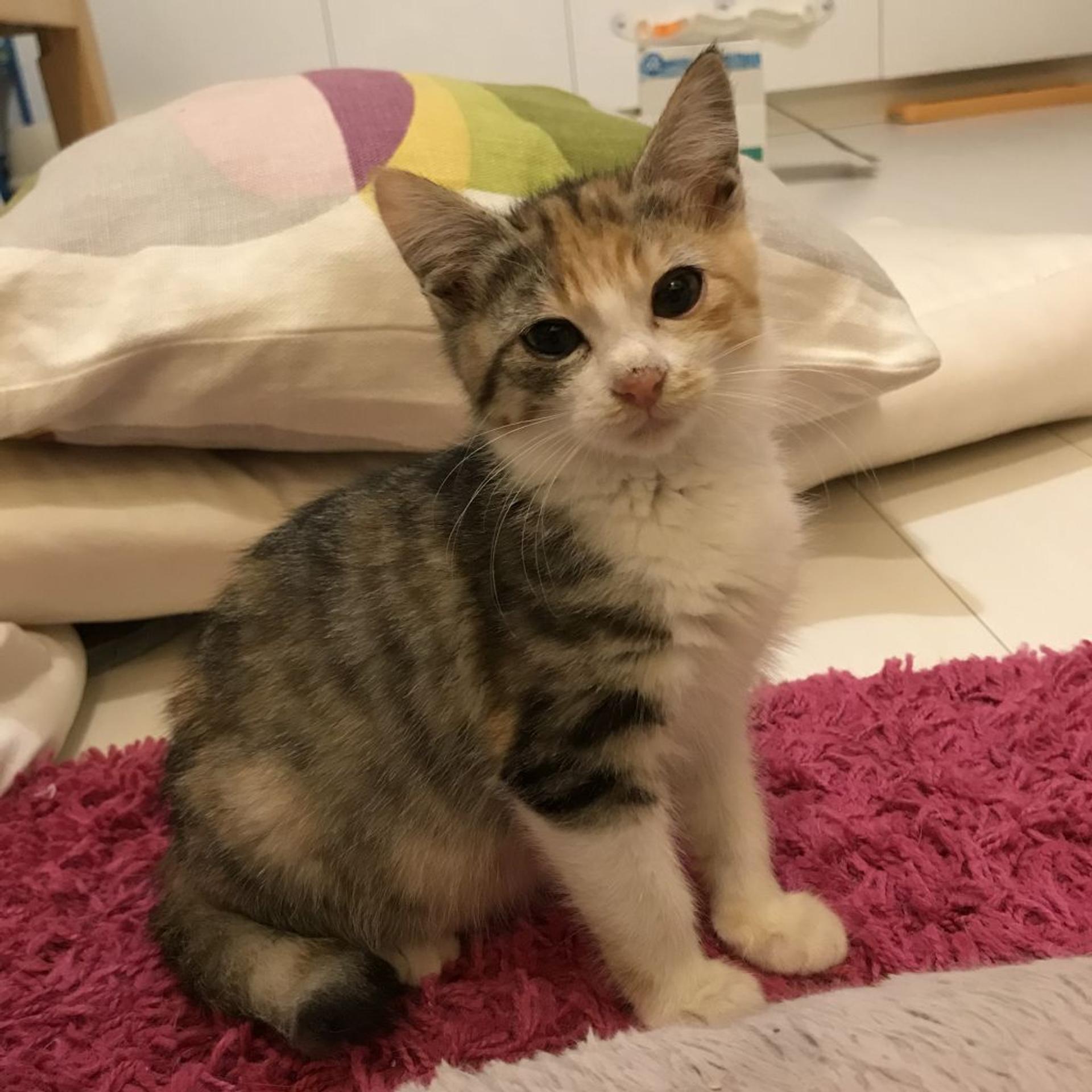 pet-image-2