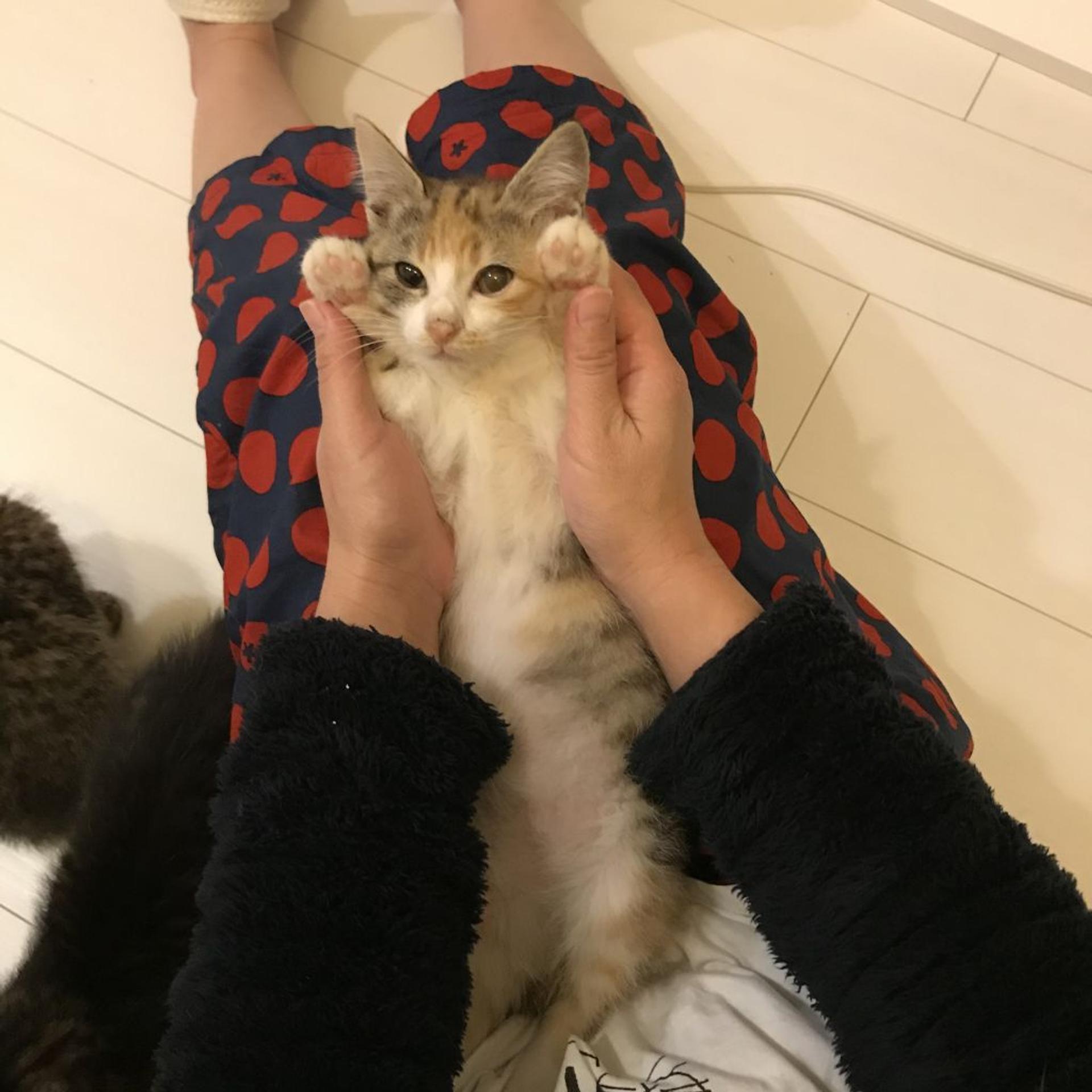 pet-image-3