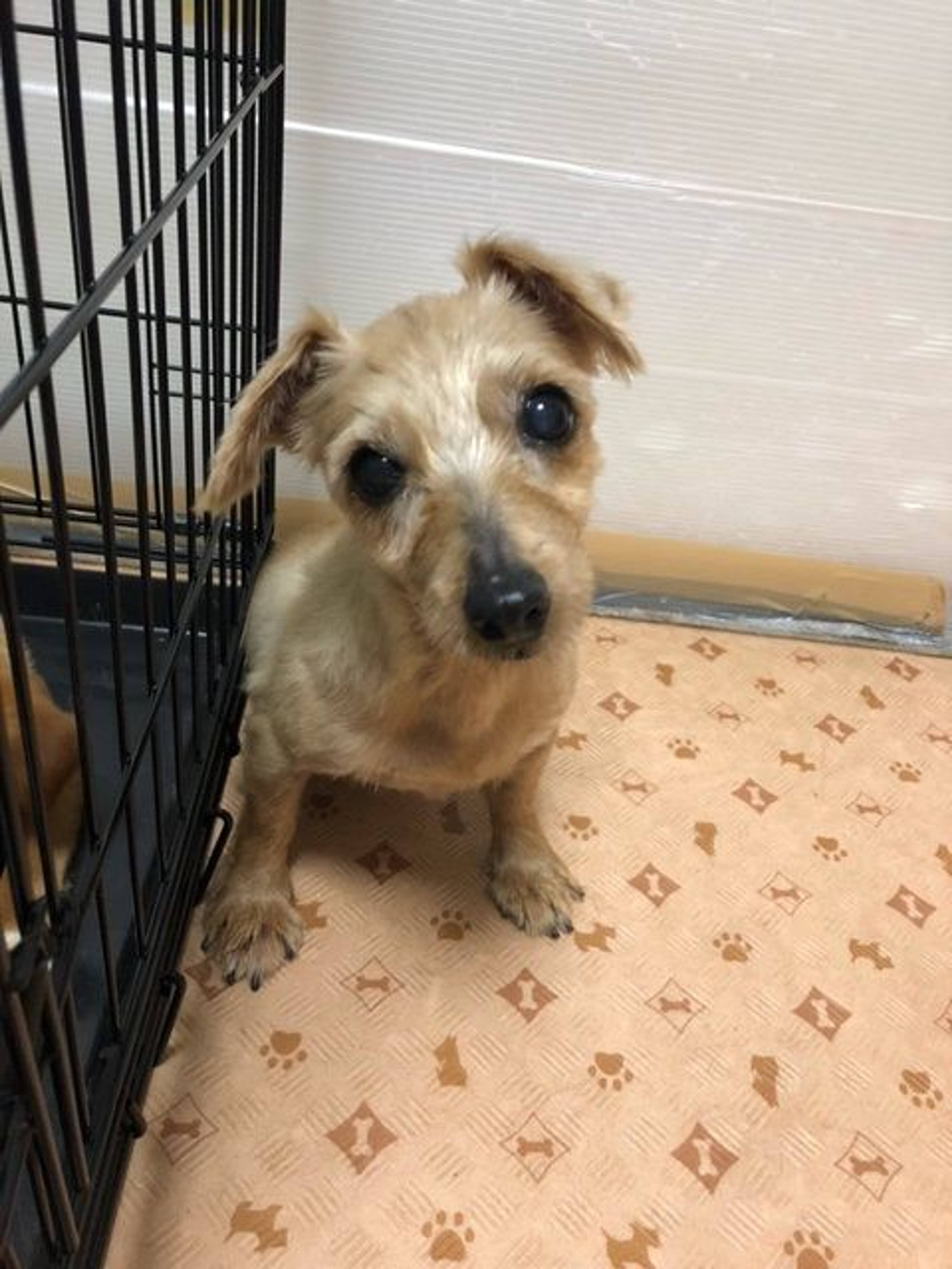 雑種（ミックス犬）・メスの里親募集の写真
