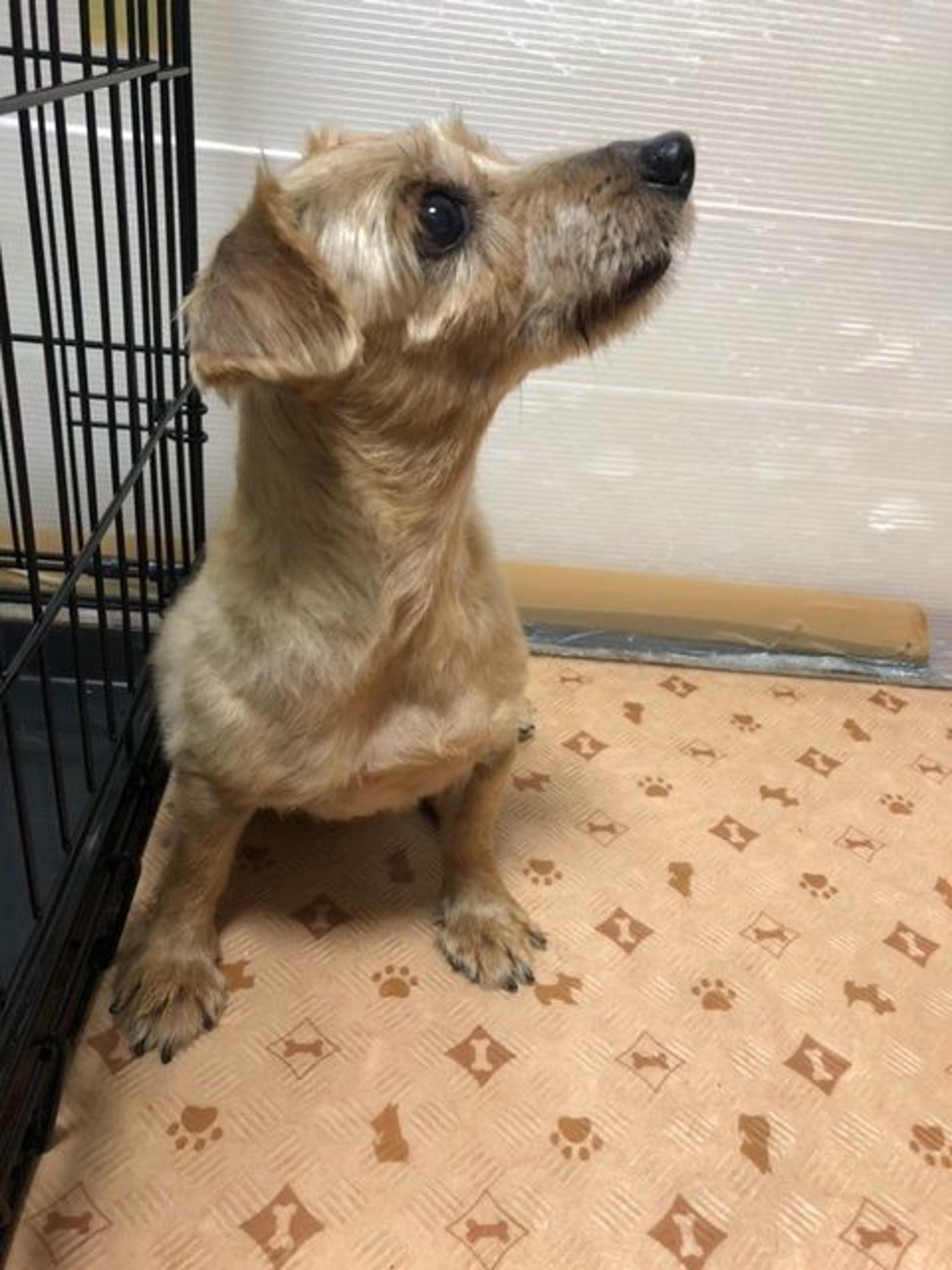 pet-image-5