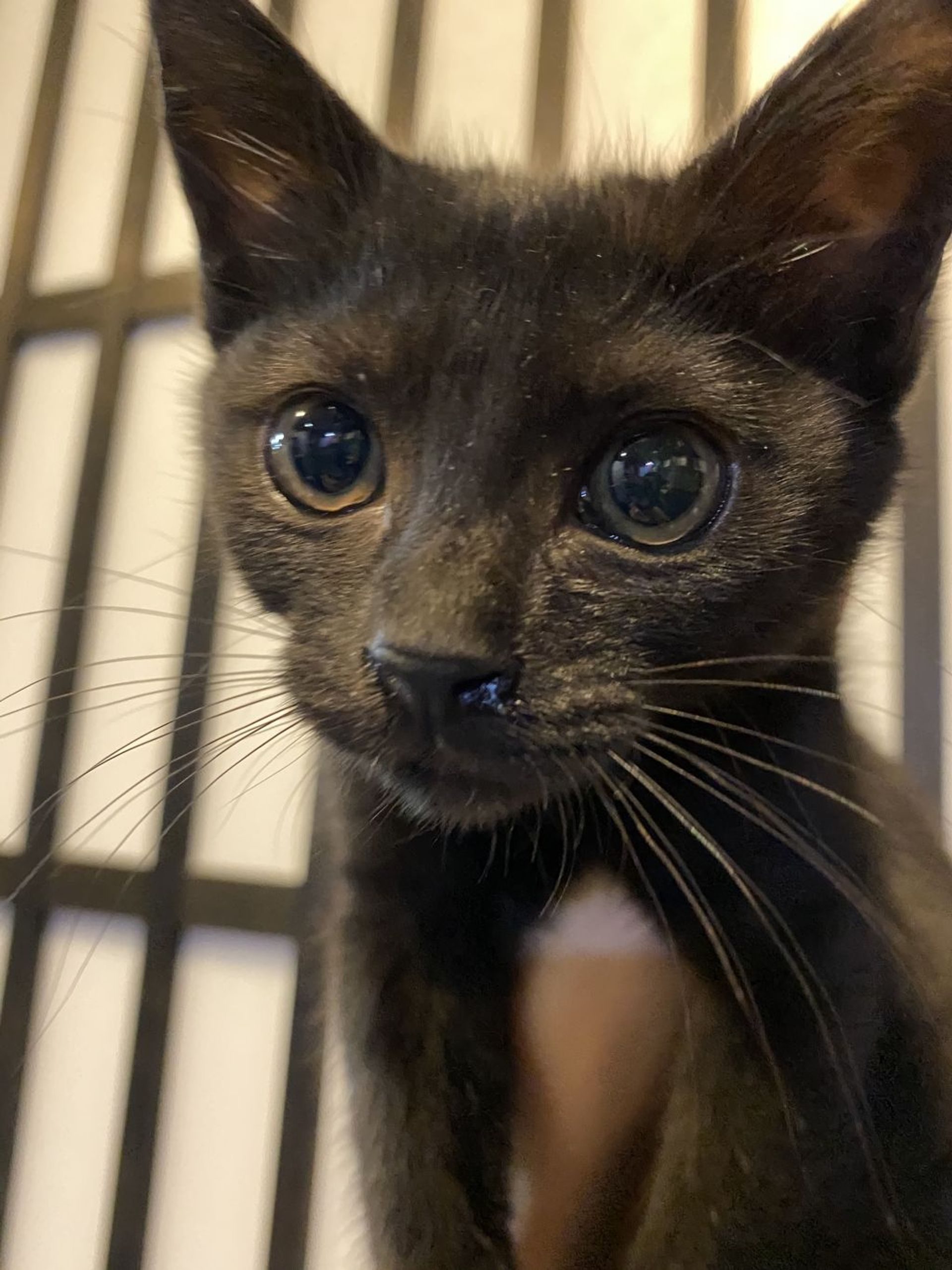 雑種（ミックス猫）・メスの里親募集の写真