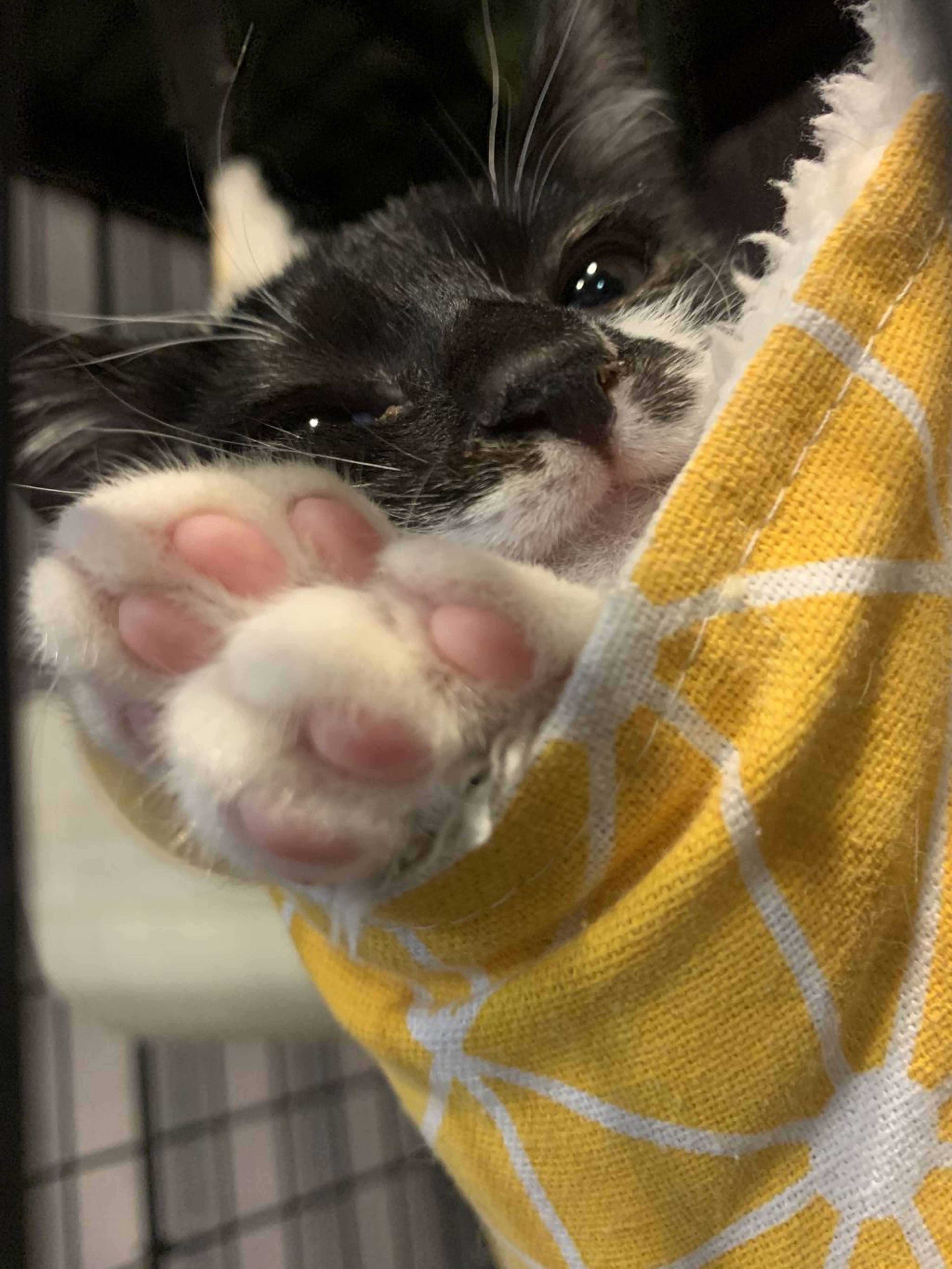 雑種（ミックス猫）・メスの里親募集の写真