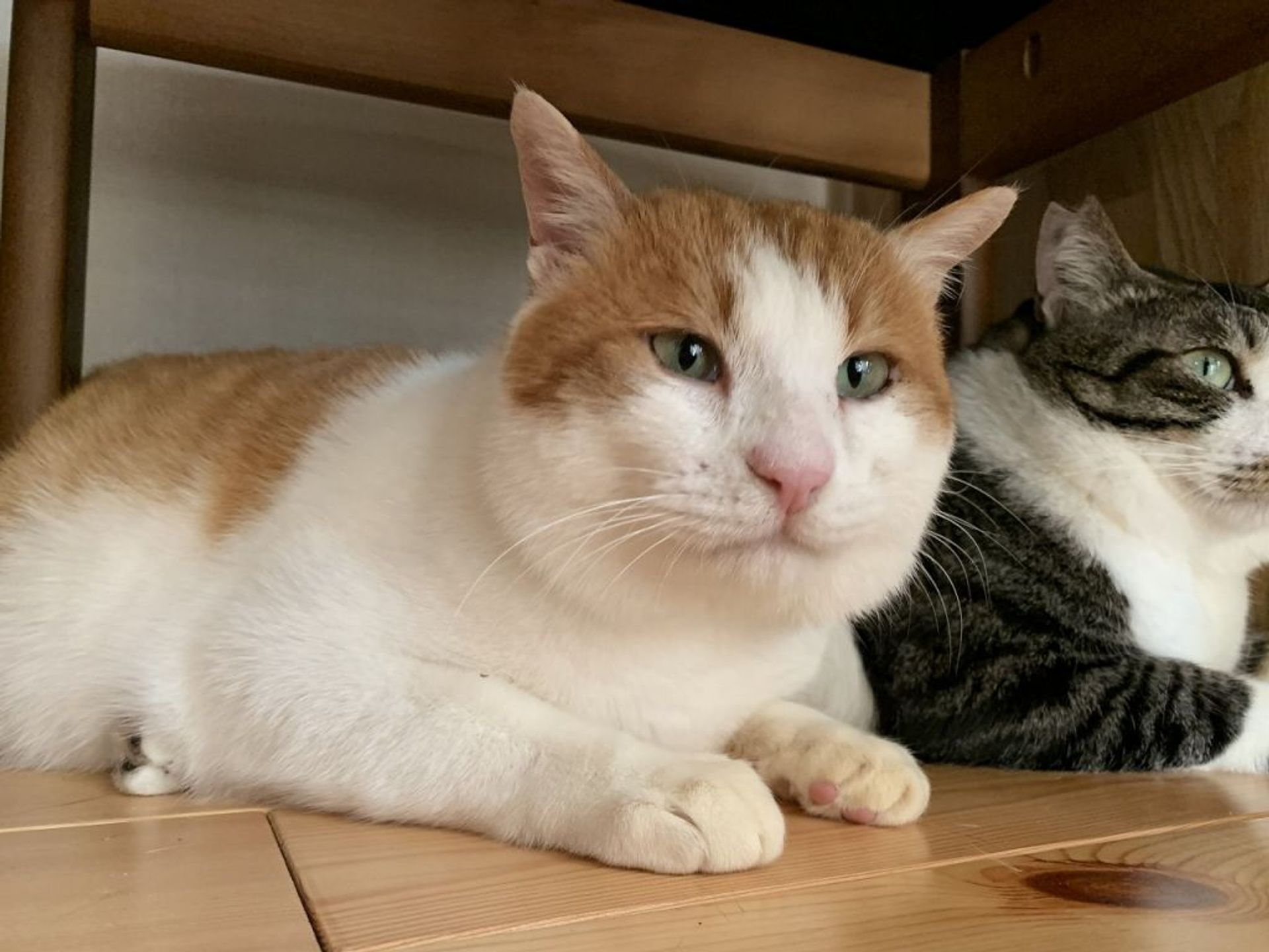雑種（ミックス猫）・オスの里親募集の写真