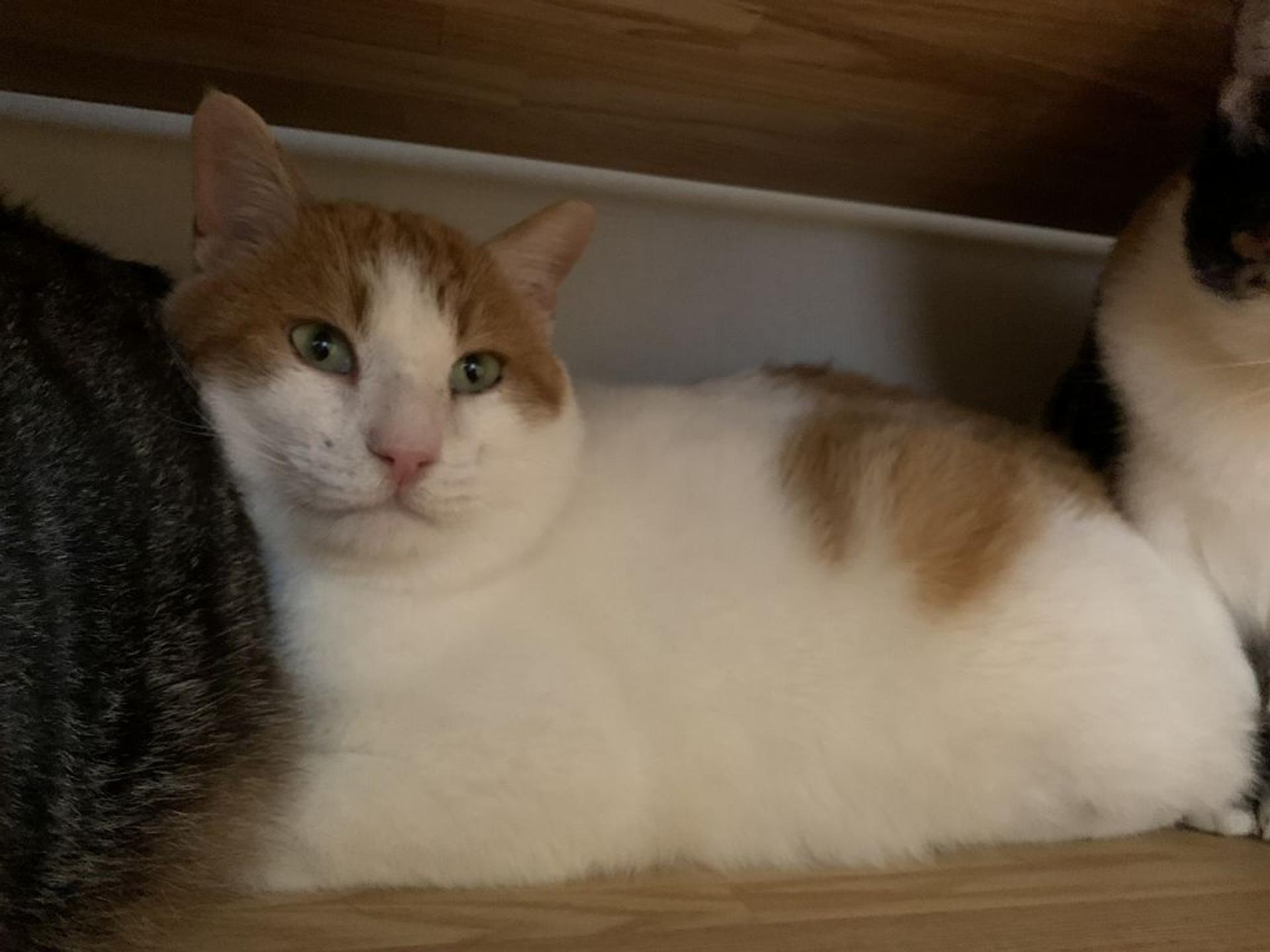 pet-image-3