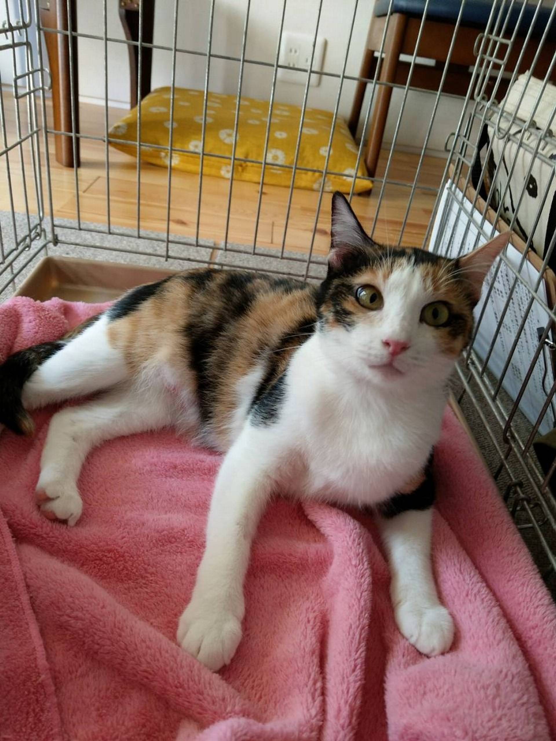 雑種（ミックス猫）・メスの里親募集の写真