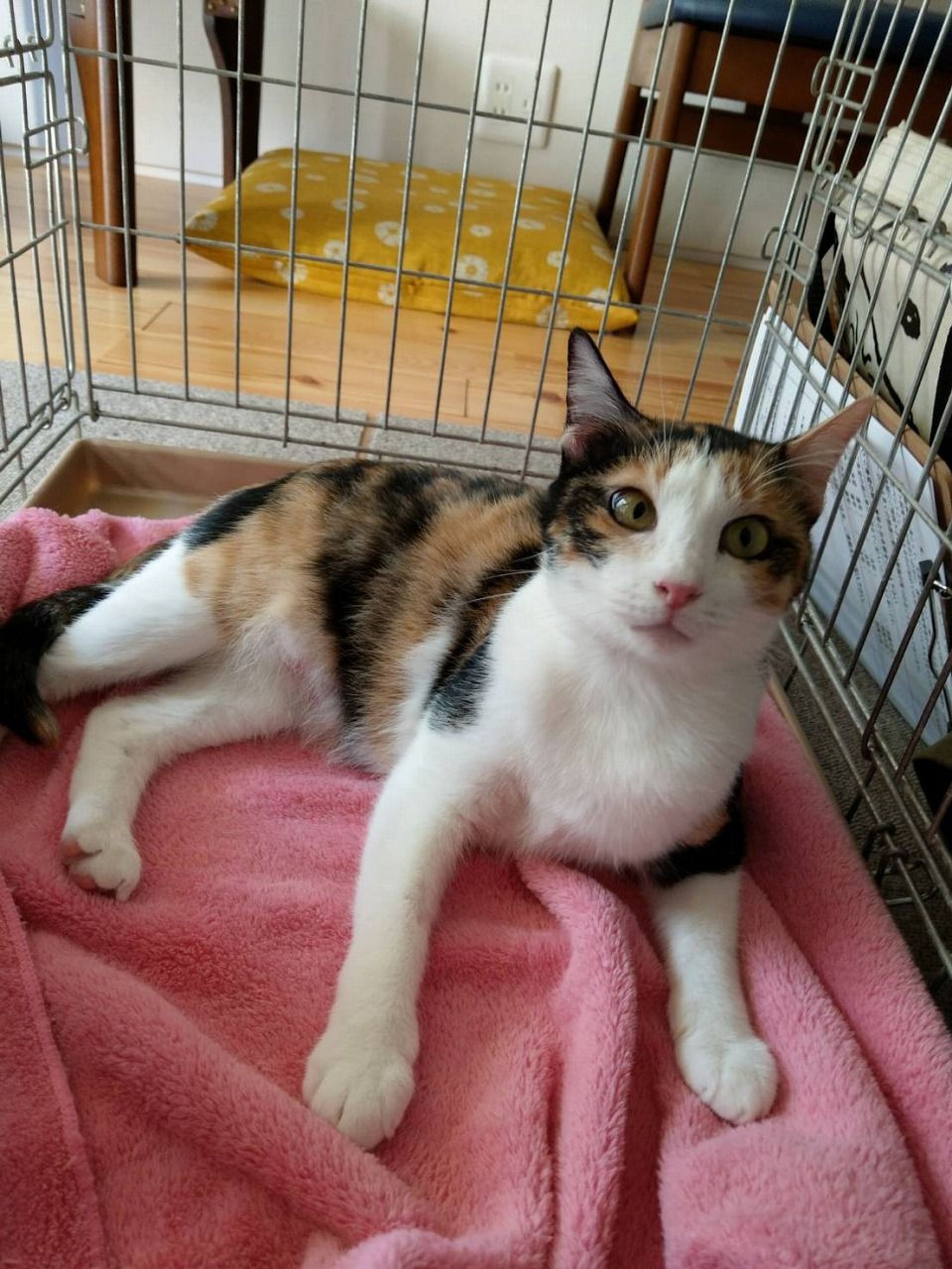 雑種（ミックス猫）・メスの里親募集の写真