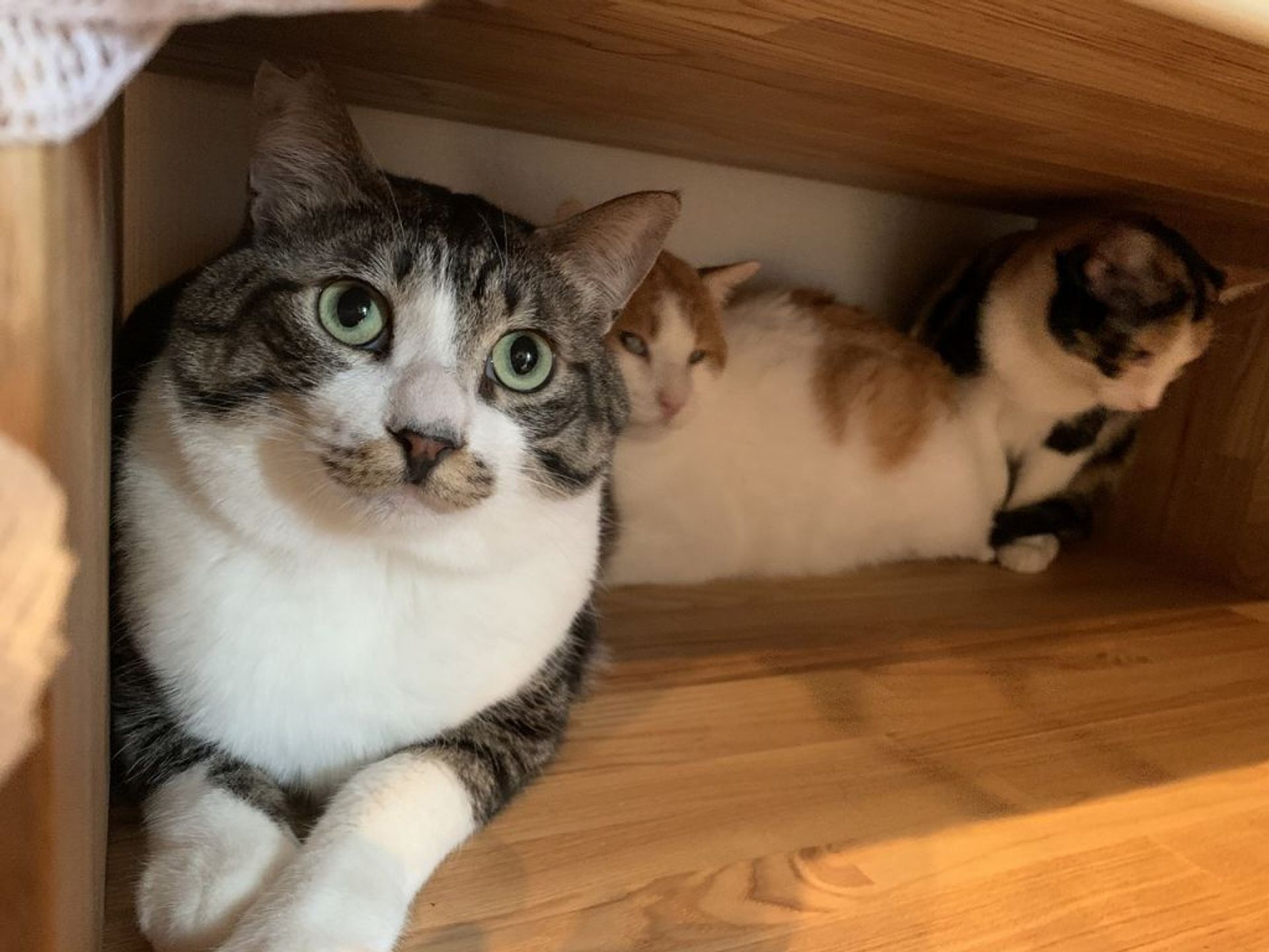 雑種（ミックス猫）・オスの里親募集の写真