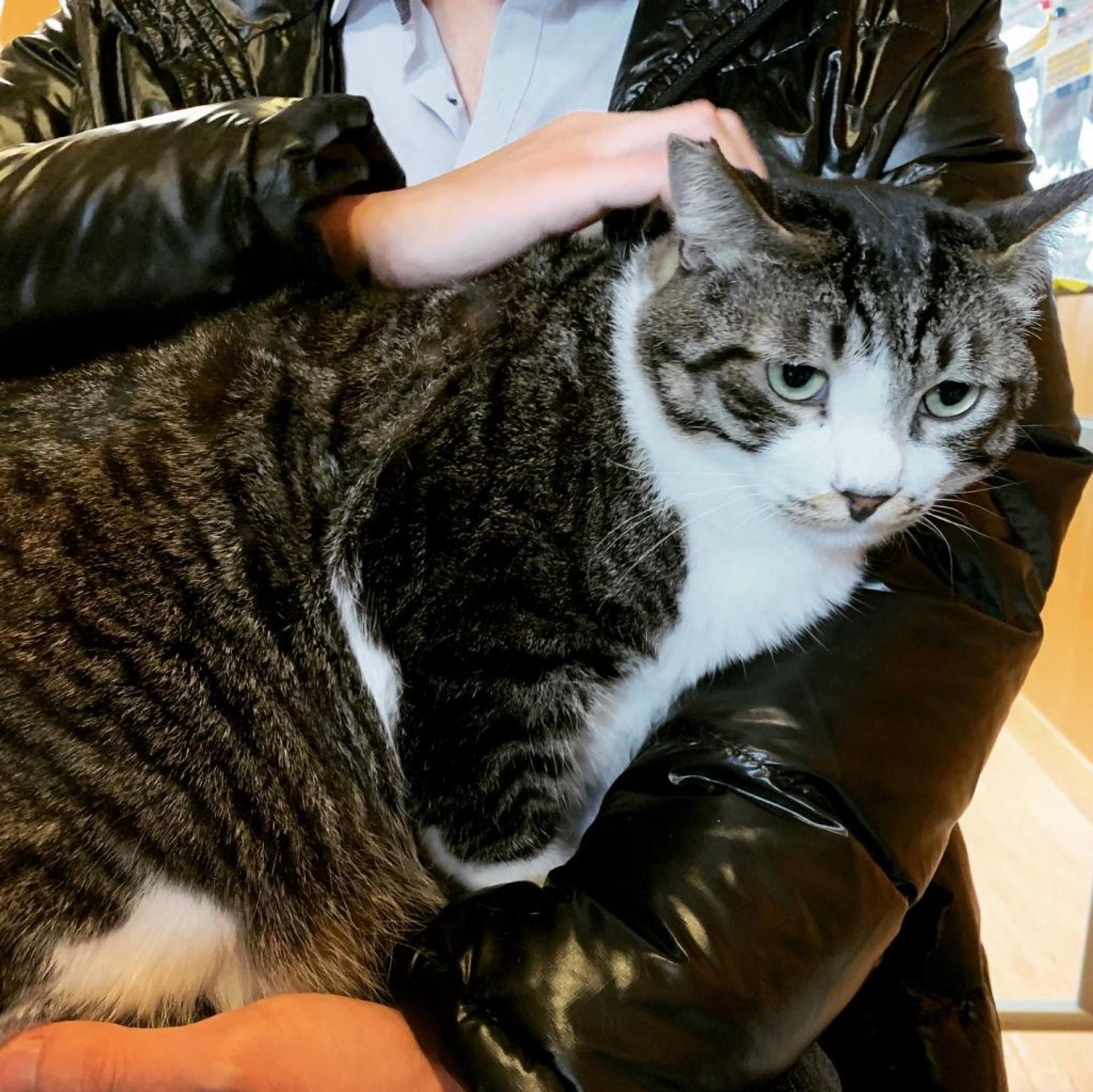pet-image-2