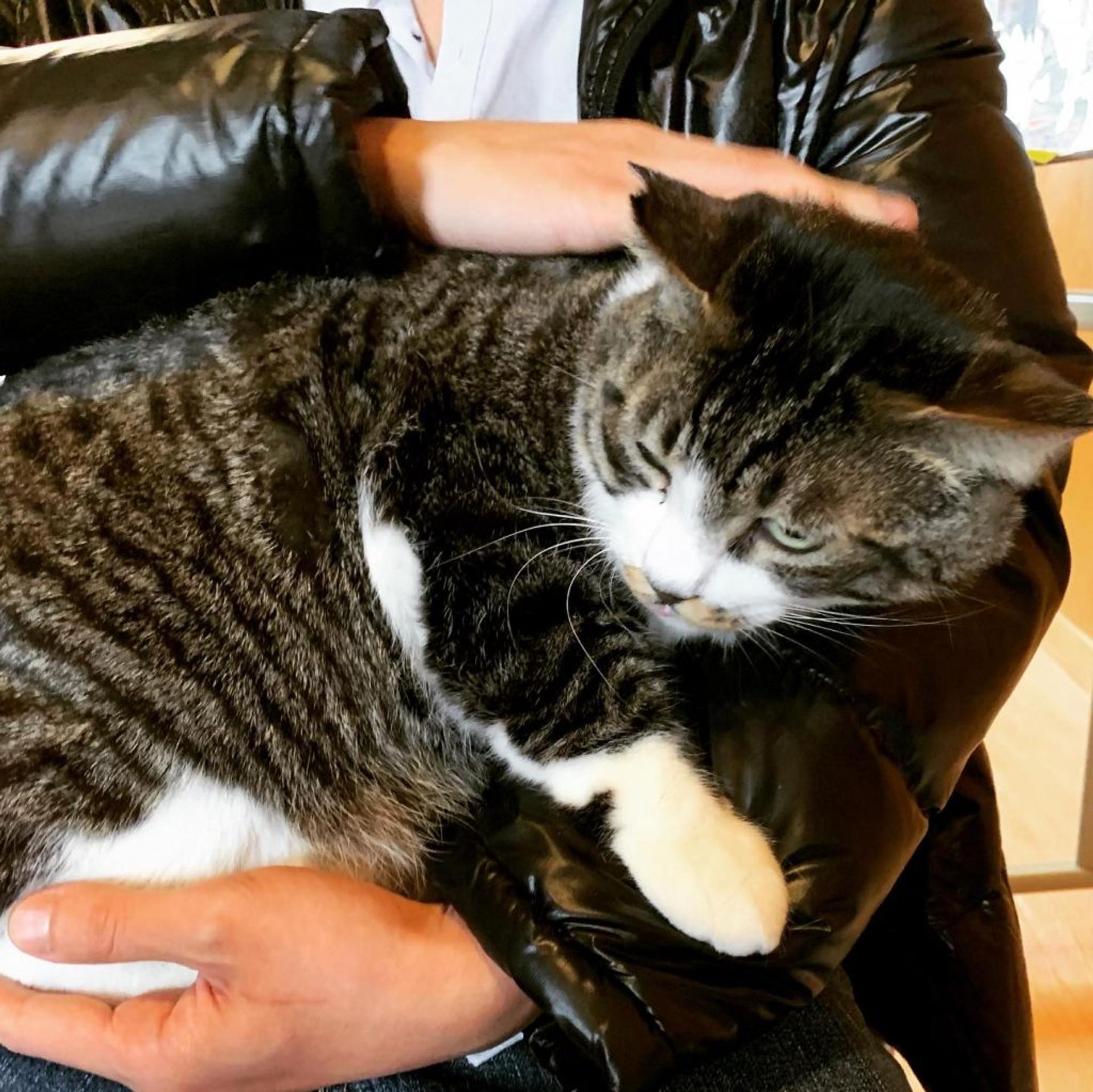 pet-image-3