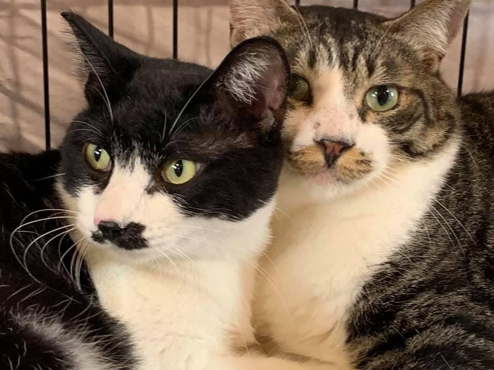 雑種（ミックス猫）・オスの里親募集の写真