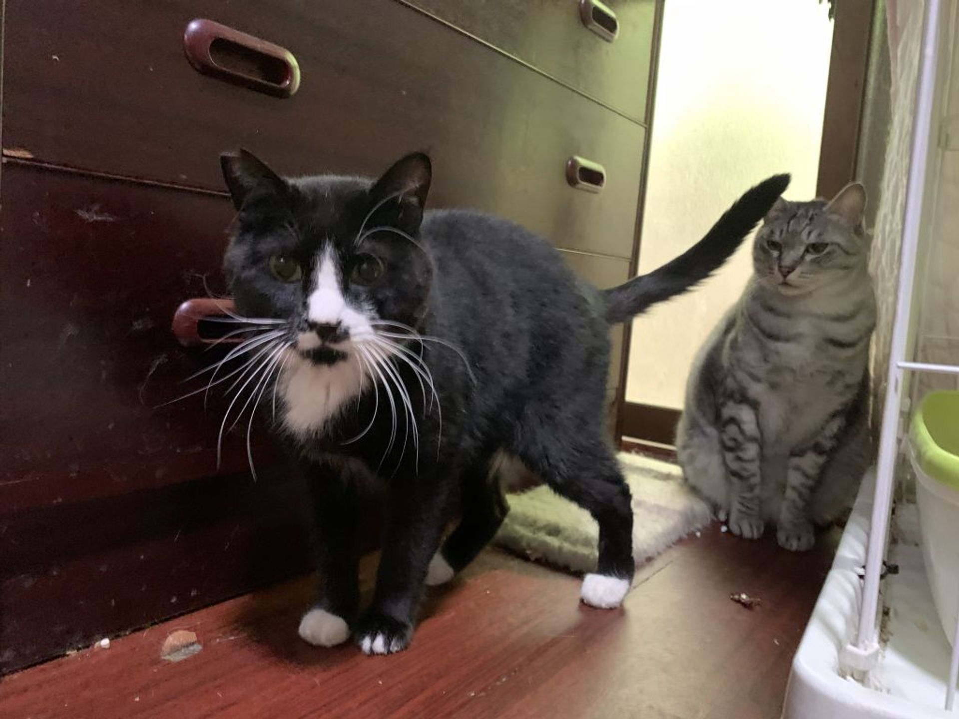 雑種（ミックス猫）・オスの里親募集の写真